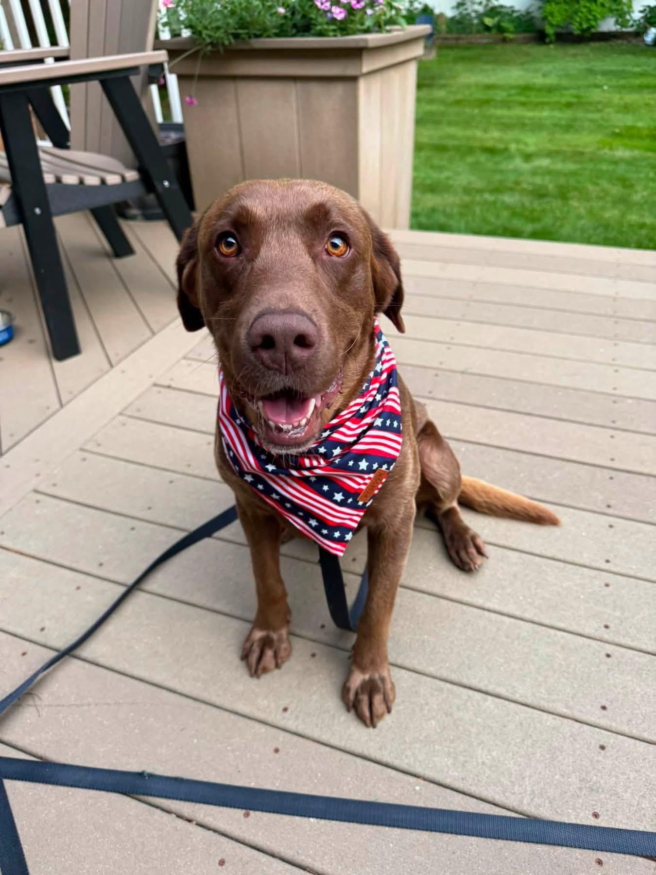 Enlarge Asa, a ADOPTABLE mixed breed in Saratoga Springs, NY image 4/4