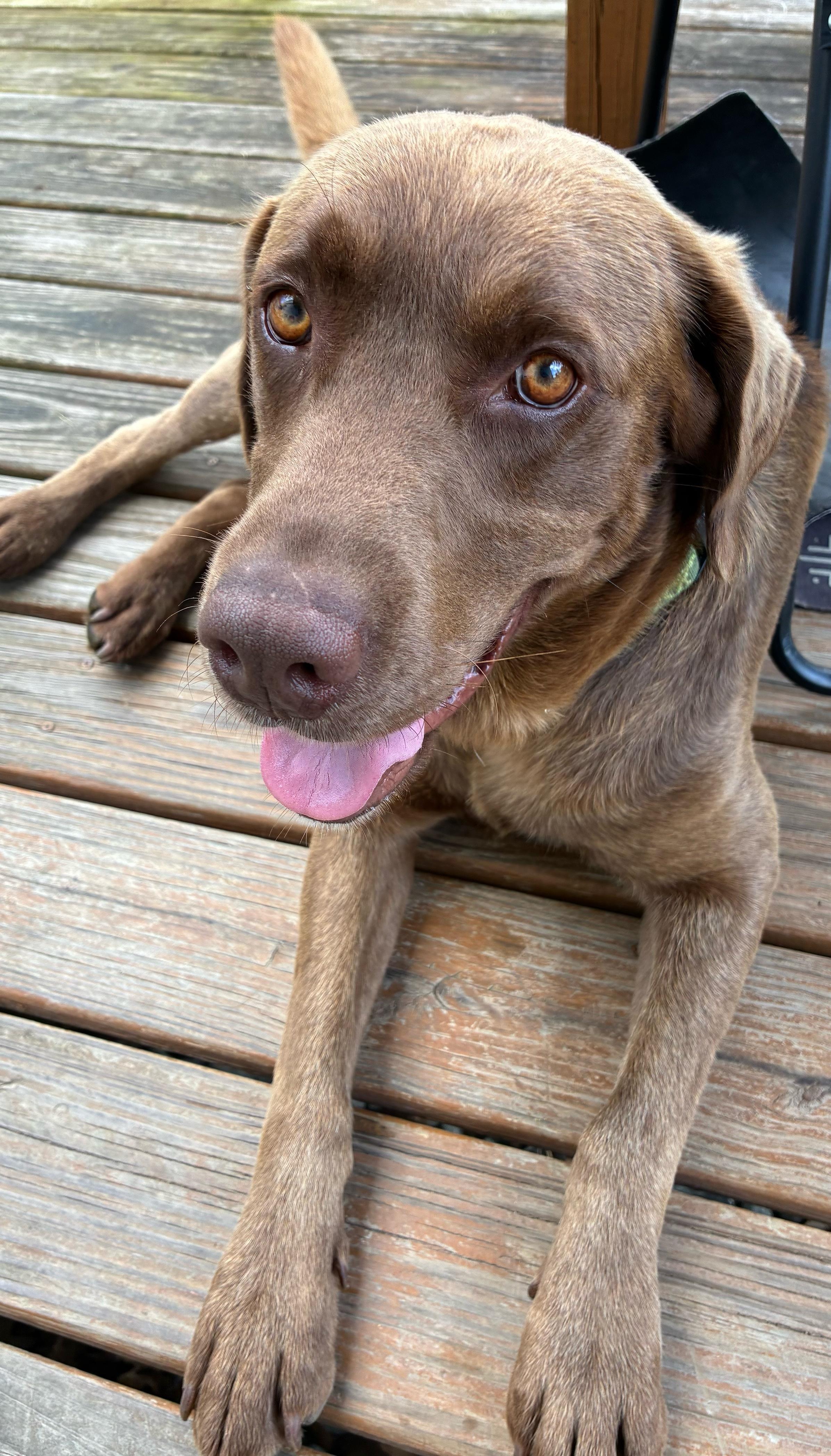 Asa, ADOPTABLE, Adult Male Chocolate Labrador Retriever.
