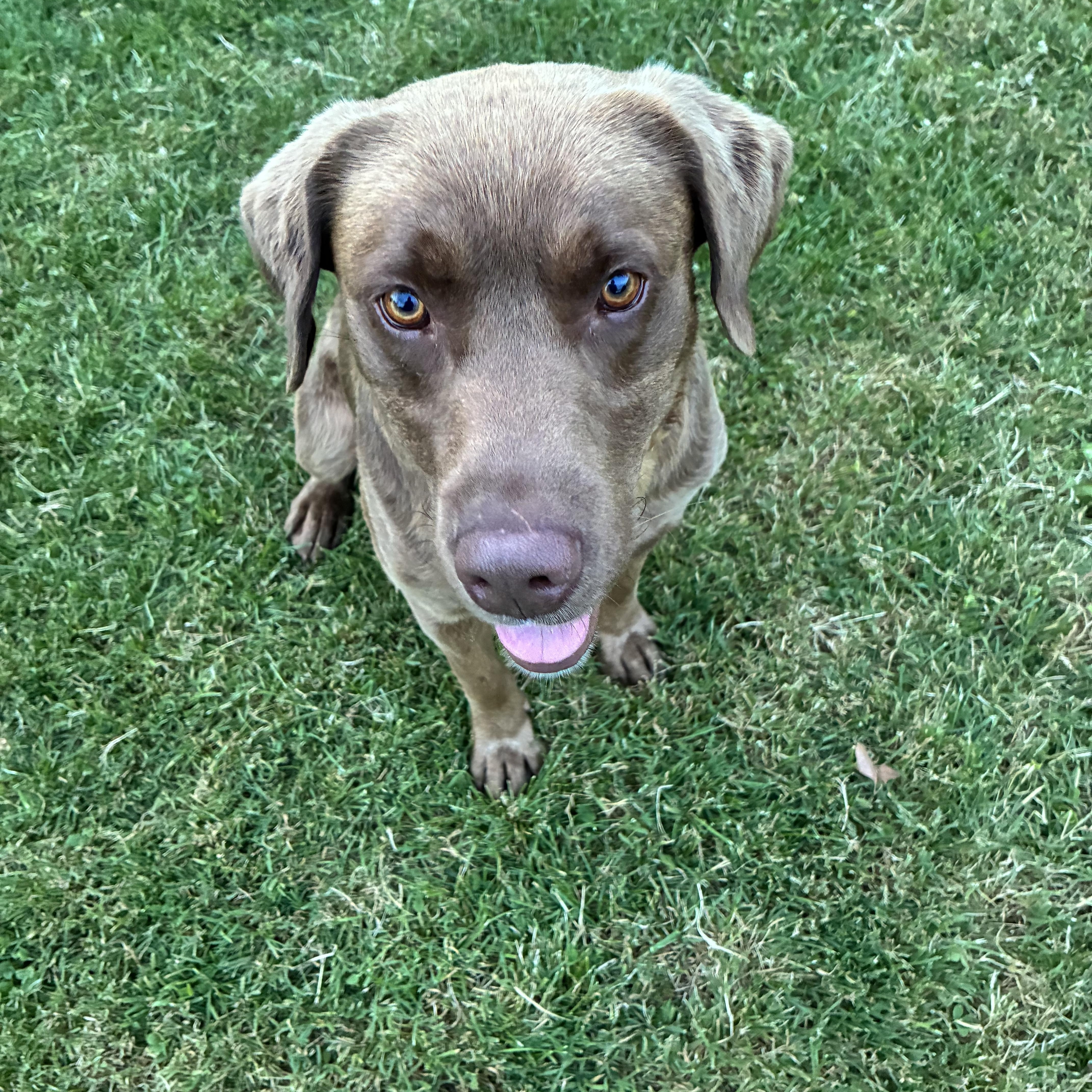 Asa, ADOPTABLE, Adult Male Chocolate Labrador Retriever.