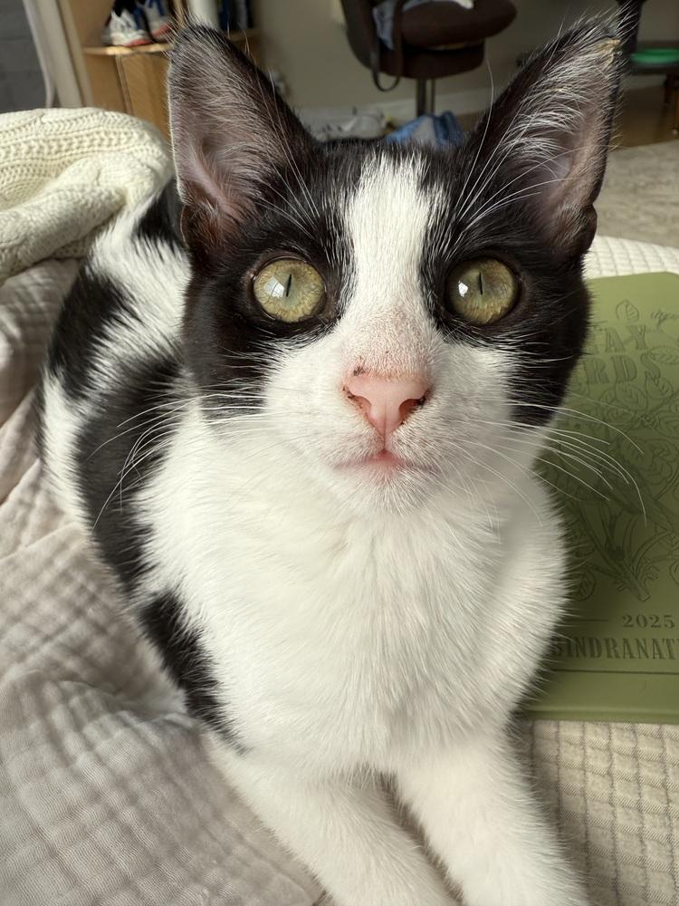 Nona, Adoptable, Young Female Domestic Short Hair.