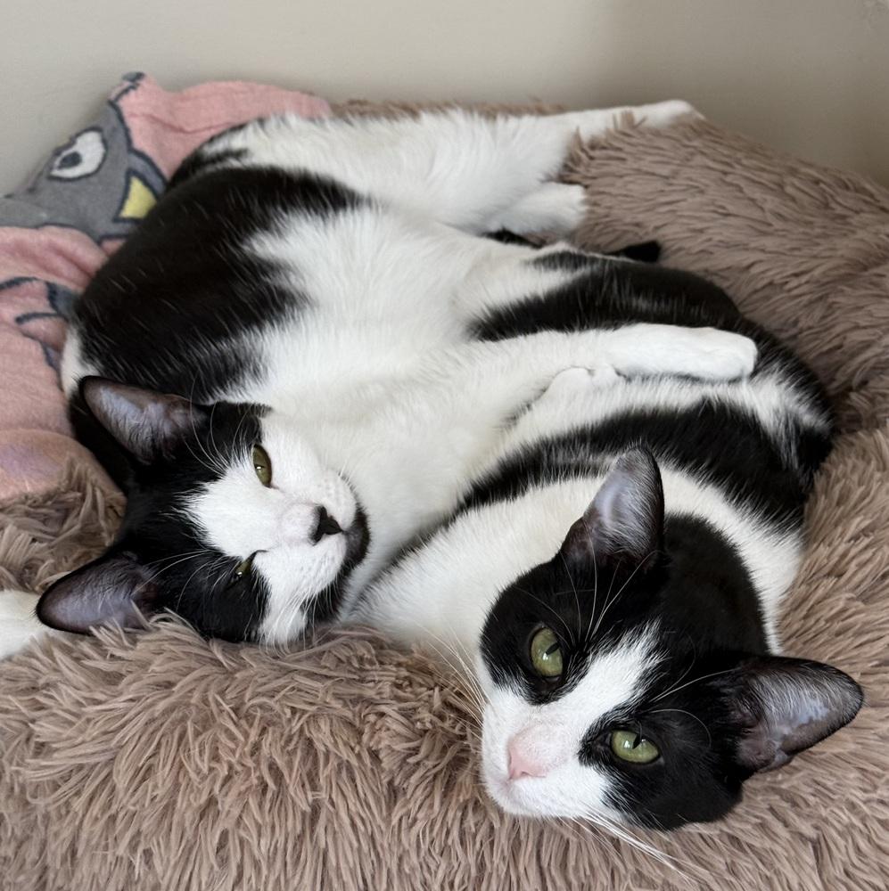 Nona, Adoptable, Young Female Domestic Short Hair.