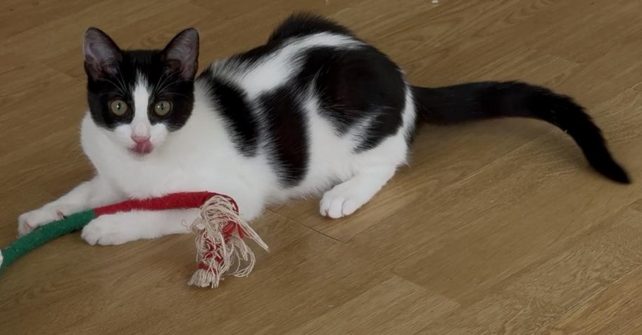 Enlarge Nona, a Adoptable mixed breed in Greensboro, NC image 2/6