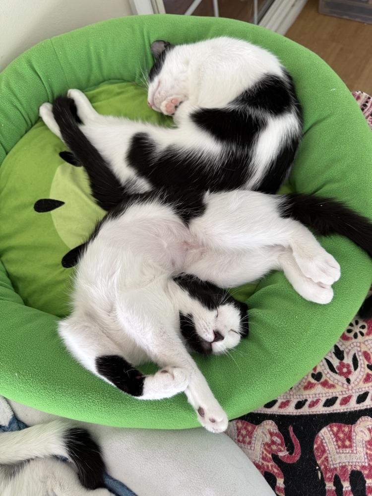 Enlarge Nona, a Adoptable mixed breed in Greensboro, NC image 3/6