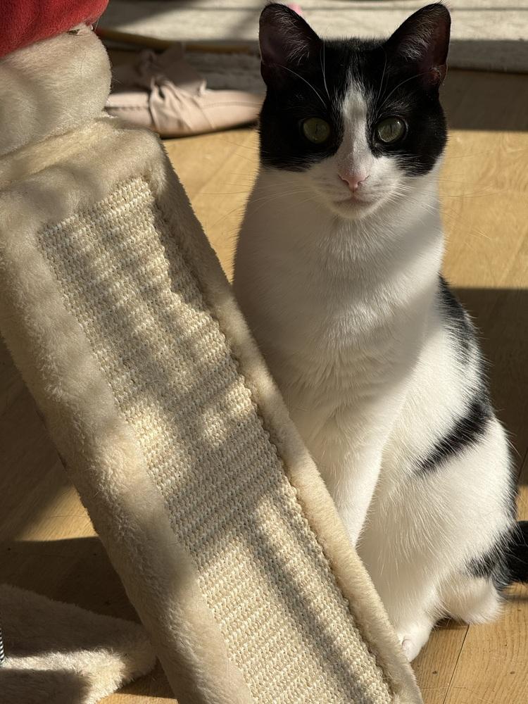 Enlarge Nona, a Adoptable mixed breed in Greensboro, NC image 4/5