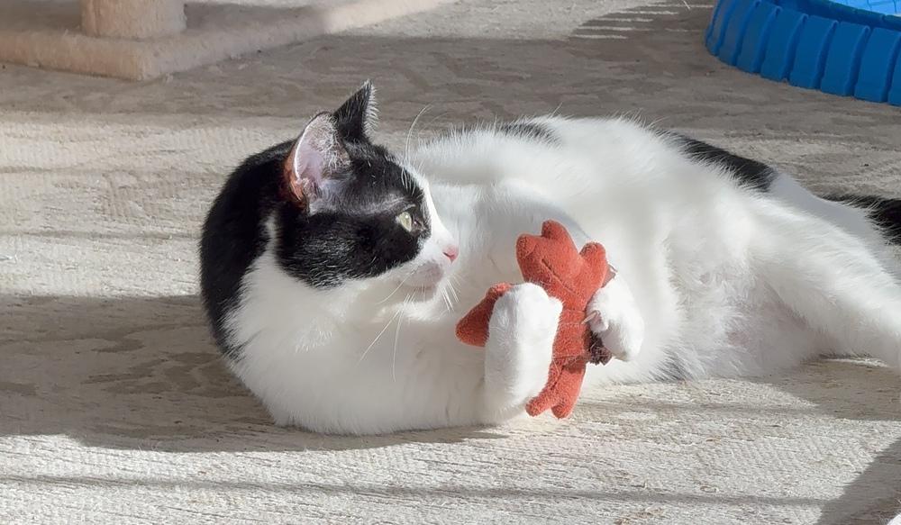 Nona, Adoptable, Adult Female Domestic Short Hair.