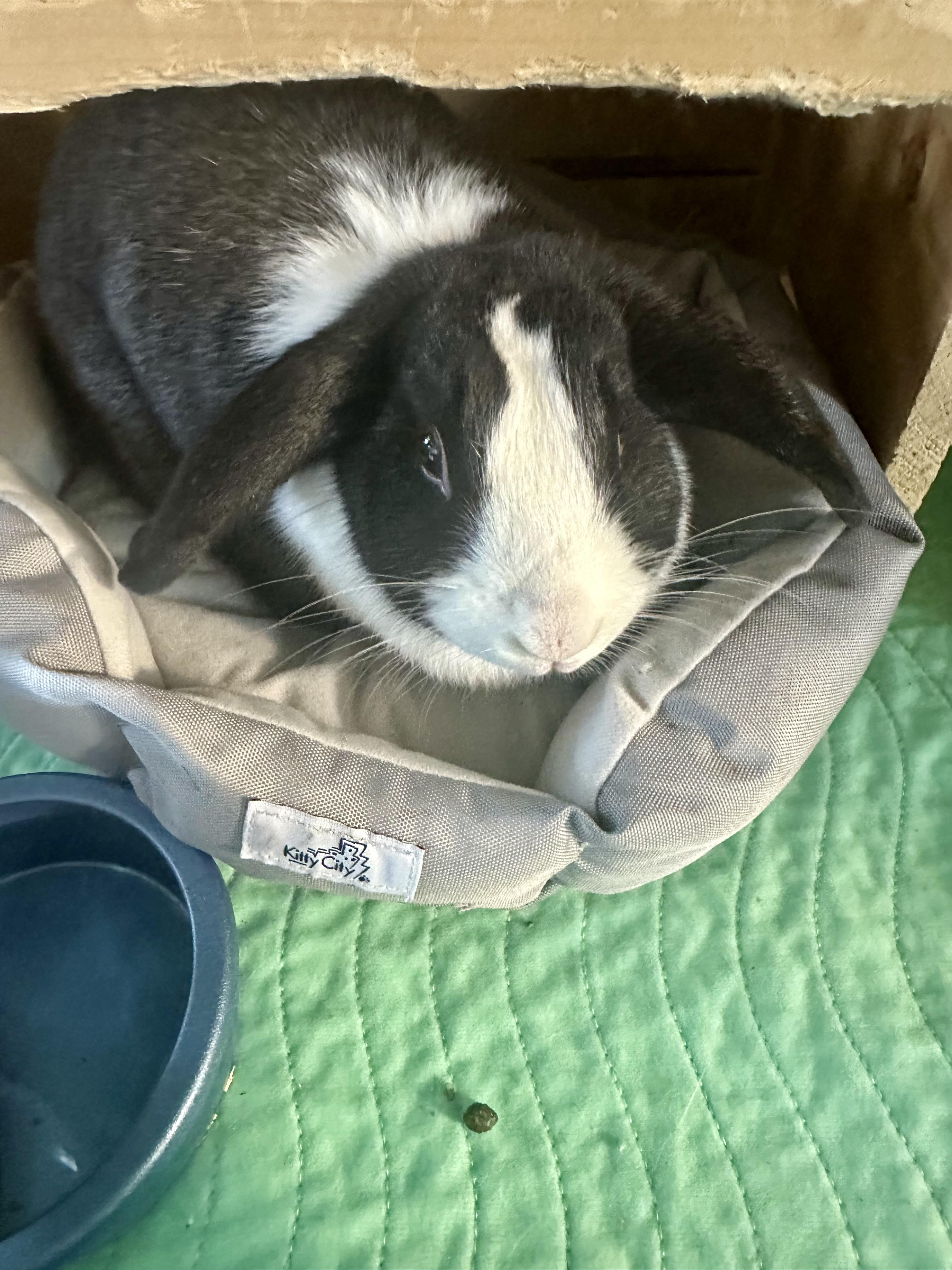 Soleil, Adoptable, Adult Female Mini Lop.