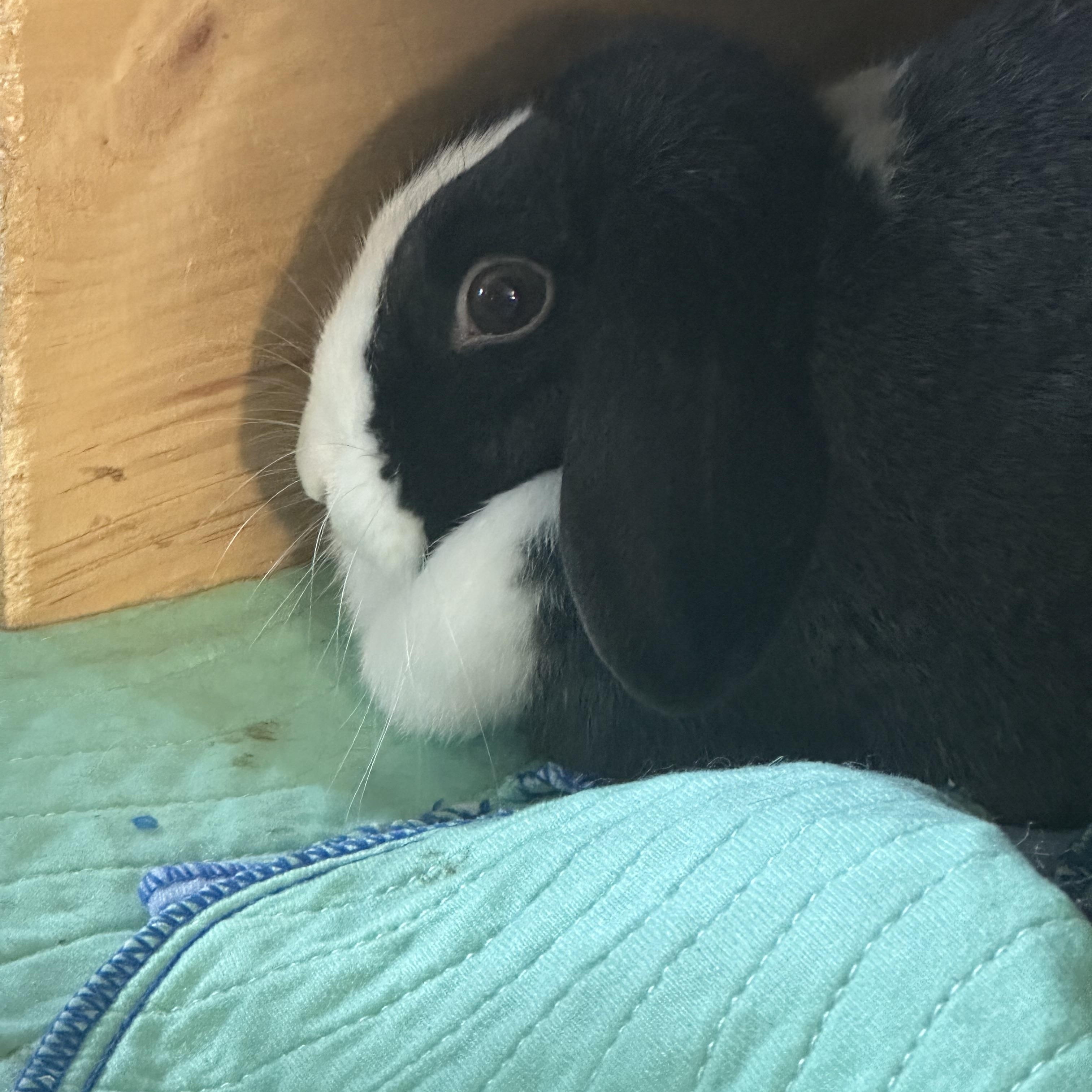 Enlarge Soleil, a Adoptable Mini Lop in Cream Ridge, NJ image 3/4