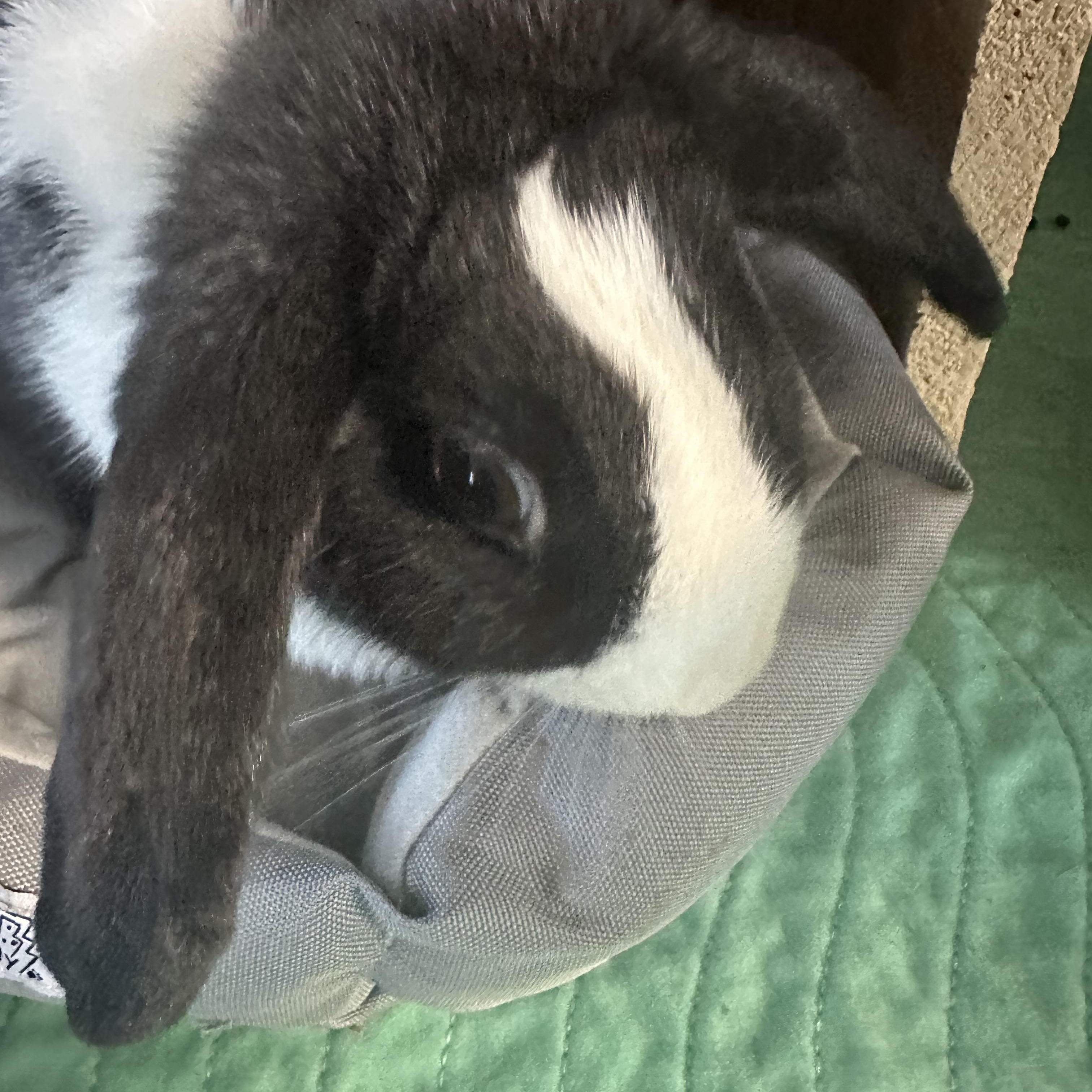 Enlarge Soleil, a Adoptable Mini Lop in Cream Ridge, NJ image 4/4