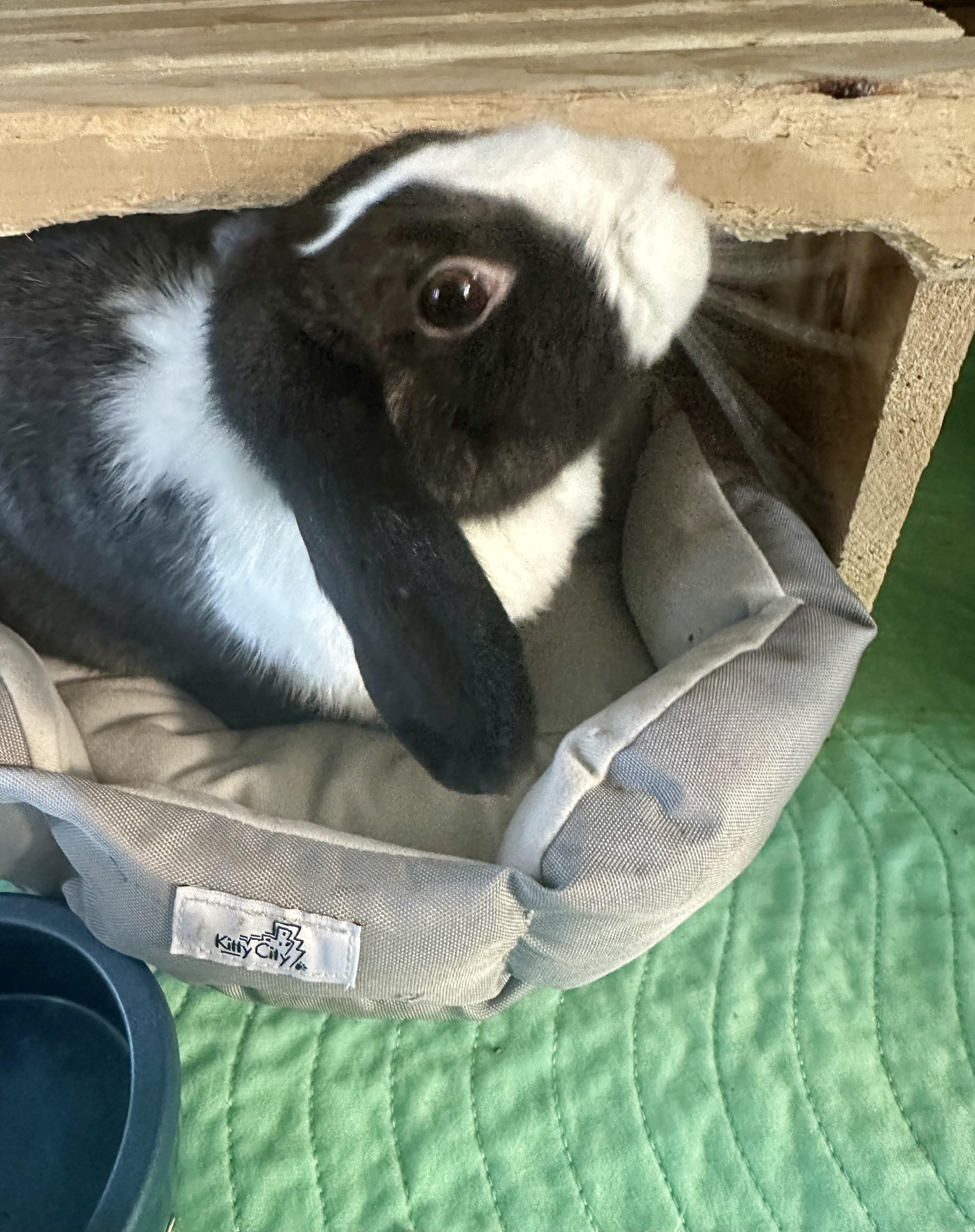 Soleil, Adoptable, Adult Female Mini Lop.