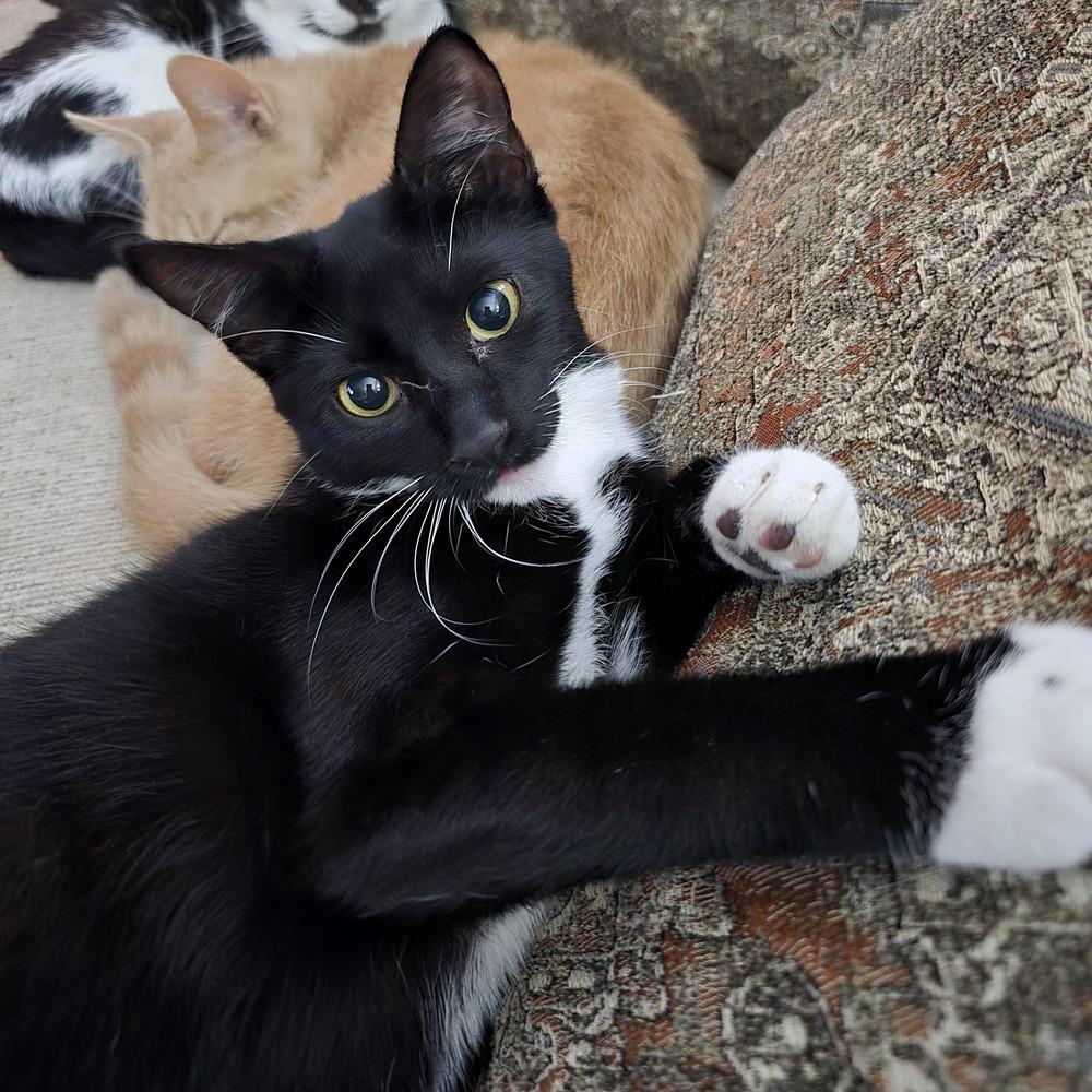 Peanut, Adoptable, Kitten Female Domestic Short Hair.