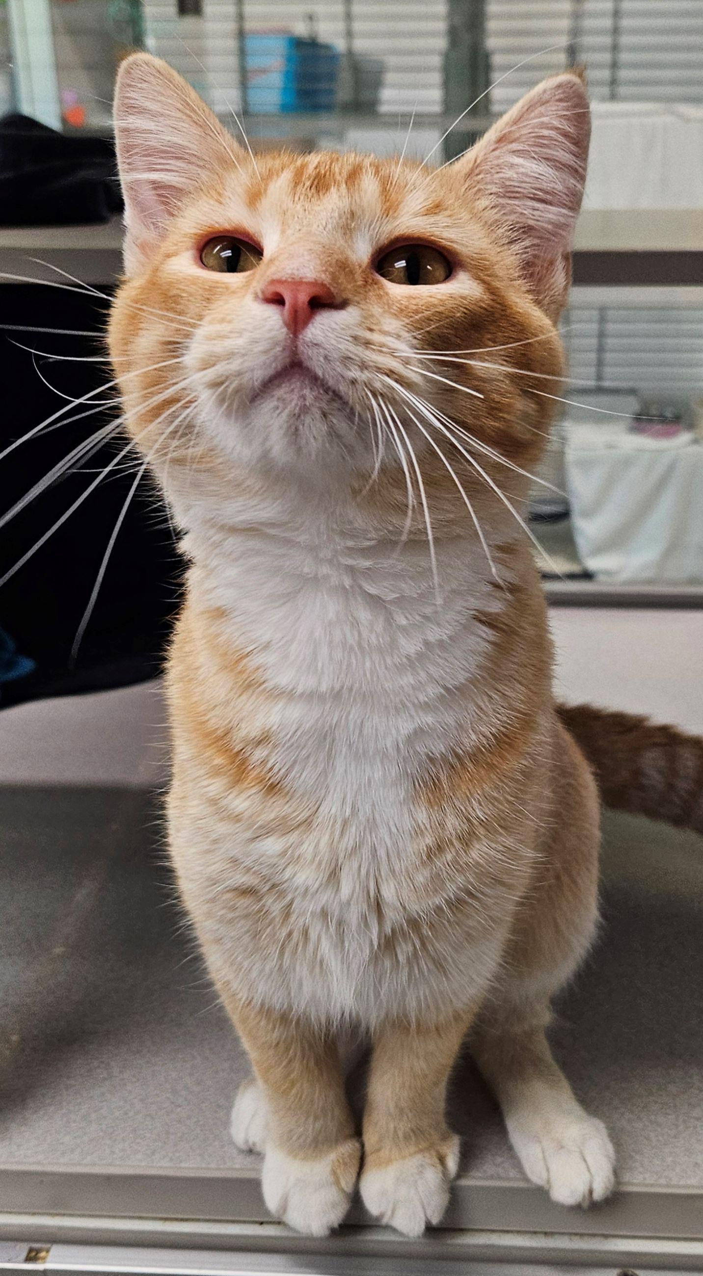 Pakku, adopted, Adult Male Domestic Short Hair.