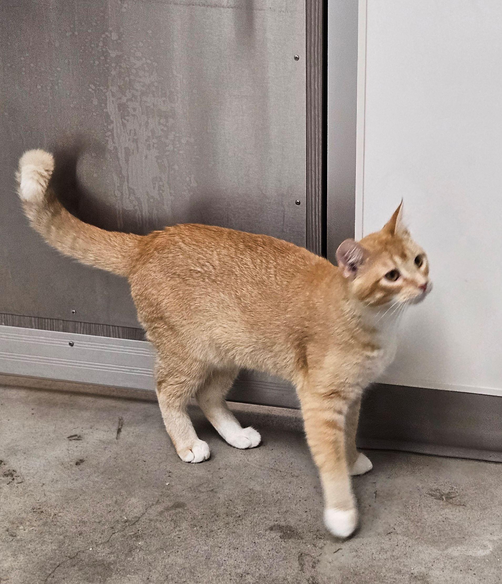 Enlarge Pakku, an adopted Domestic Short Hair in Iowa City, IA image 2/2