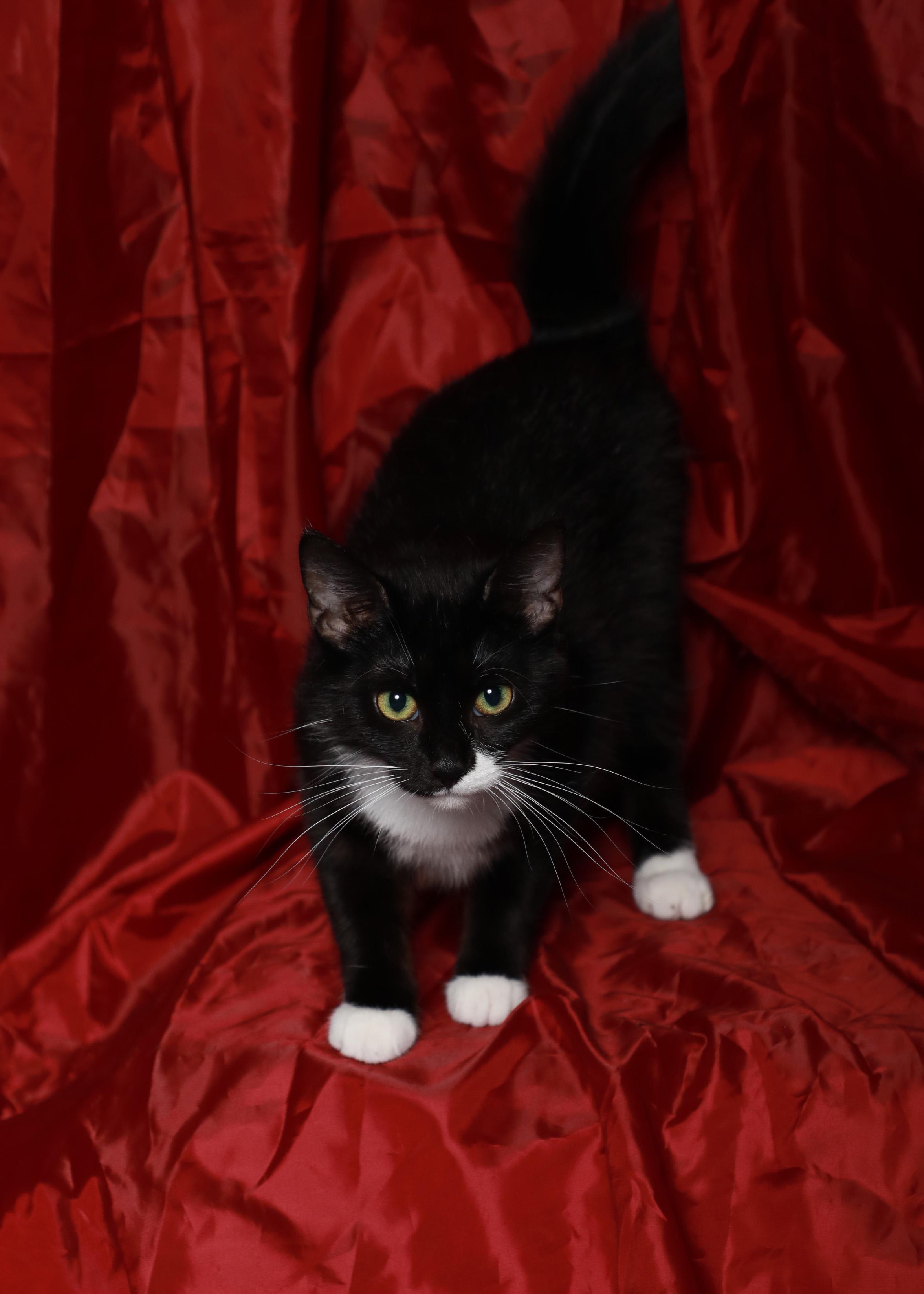 Rayne, a Adoptable Domestic Short Hair in Rock Falls, IL image 2/3