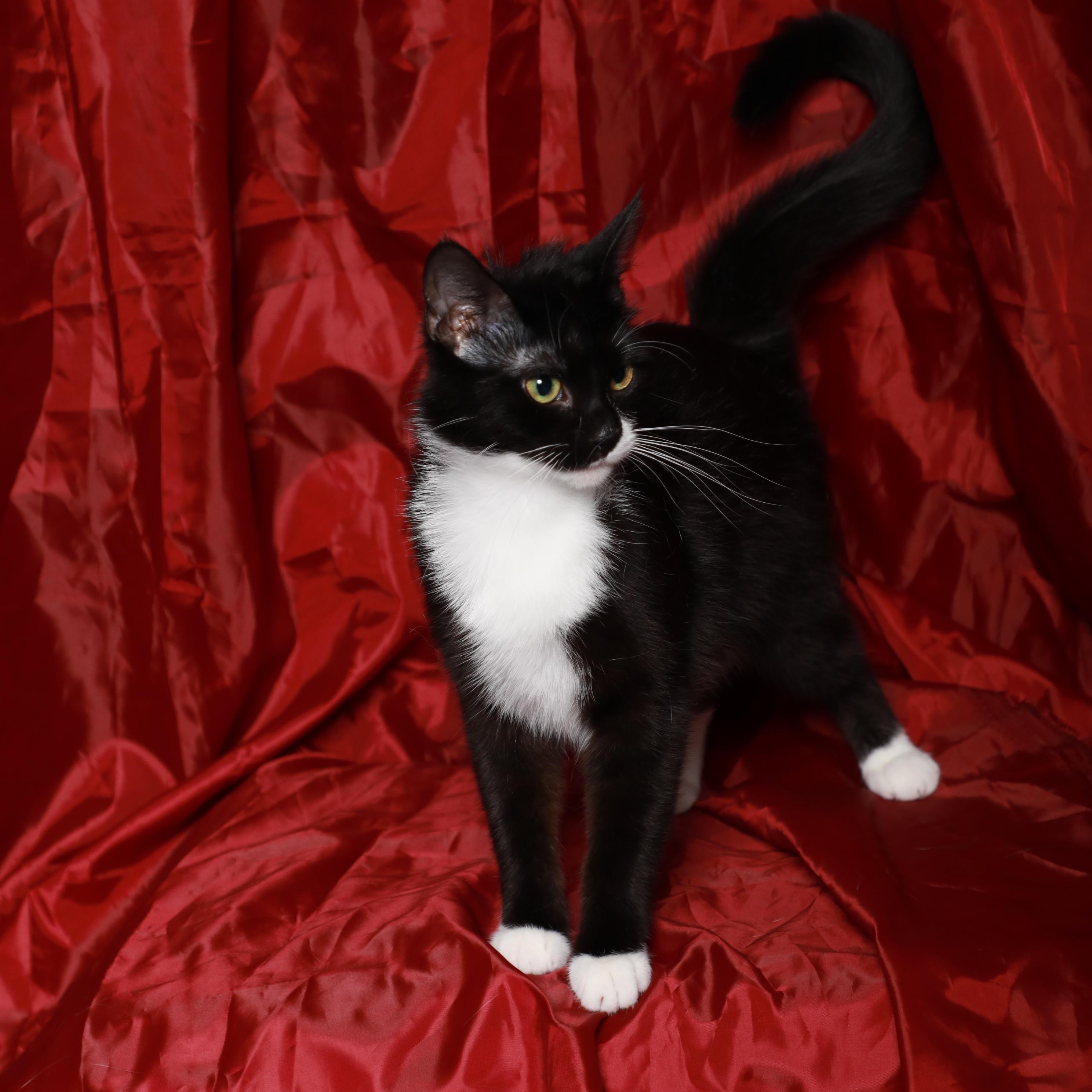 Rayne, Adoptable, Young Female Domestic Short Hair.