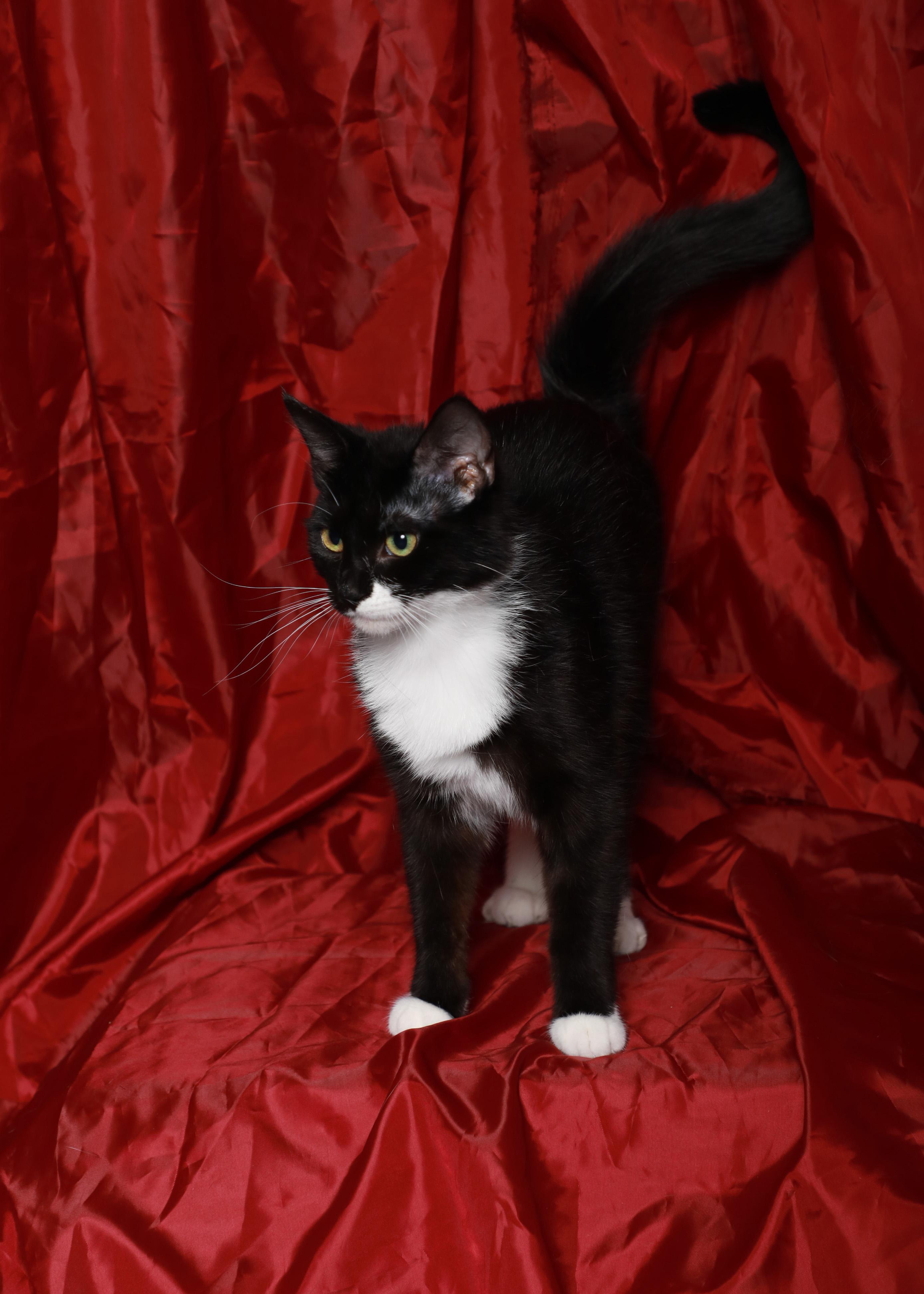 Rayne, a Adoptable Domestic Short Hair in Rock Falls, IL image 3/3