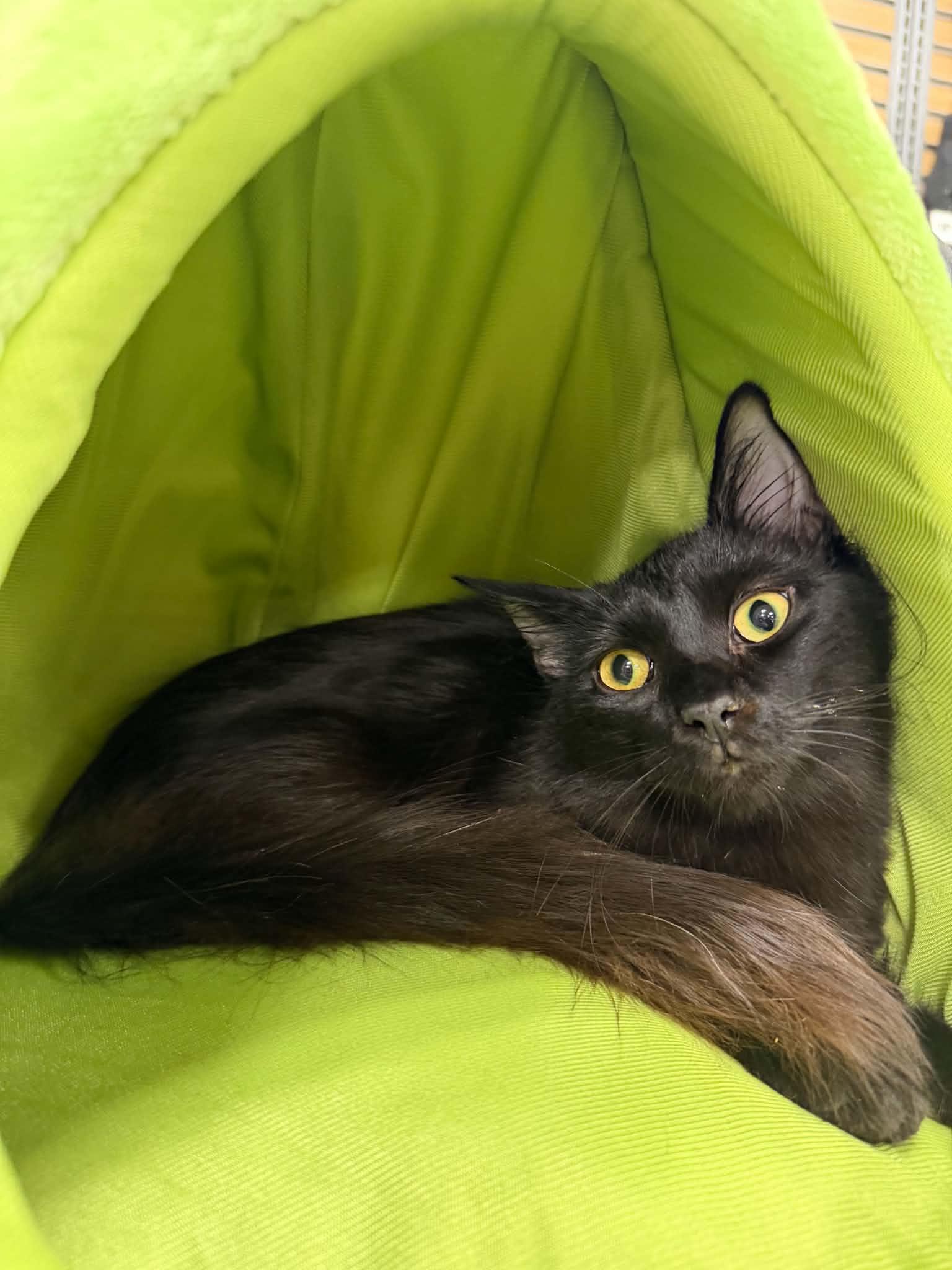 Enlarge Hunter, a Adoptable Domestic Long Hair in Barrington Hills, IL image 2/5