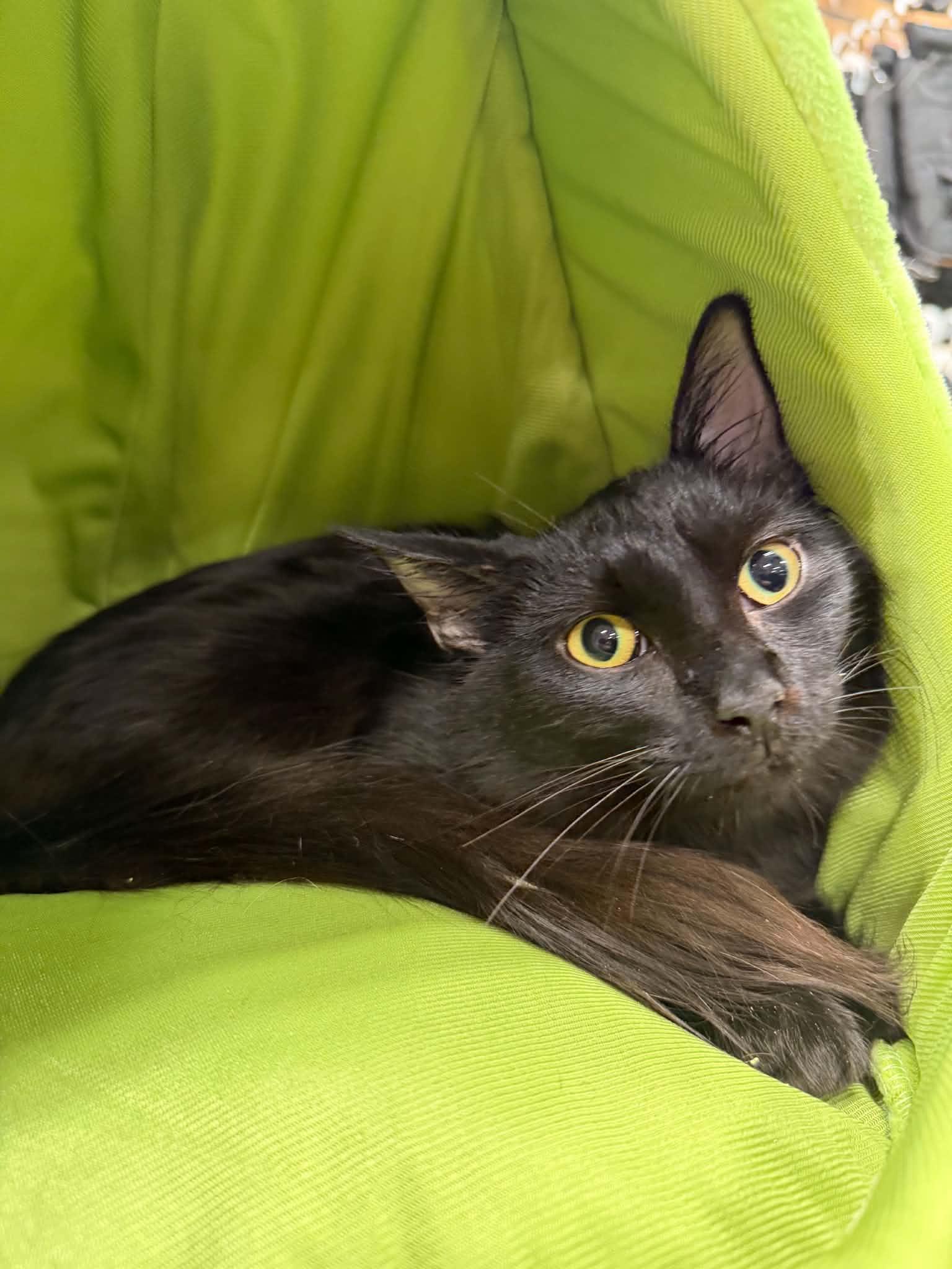 Enlarge Hunter, a Adoptable Domestic Long Hair in Barrington Hills, IL image 1/5