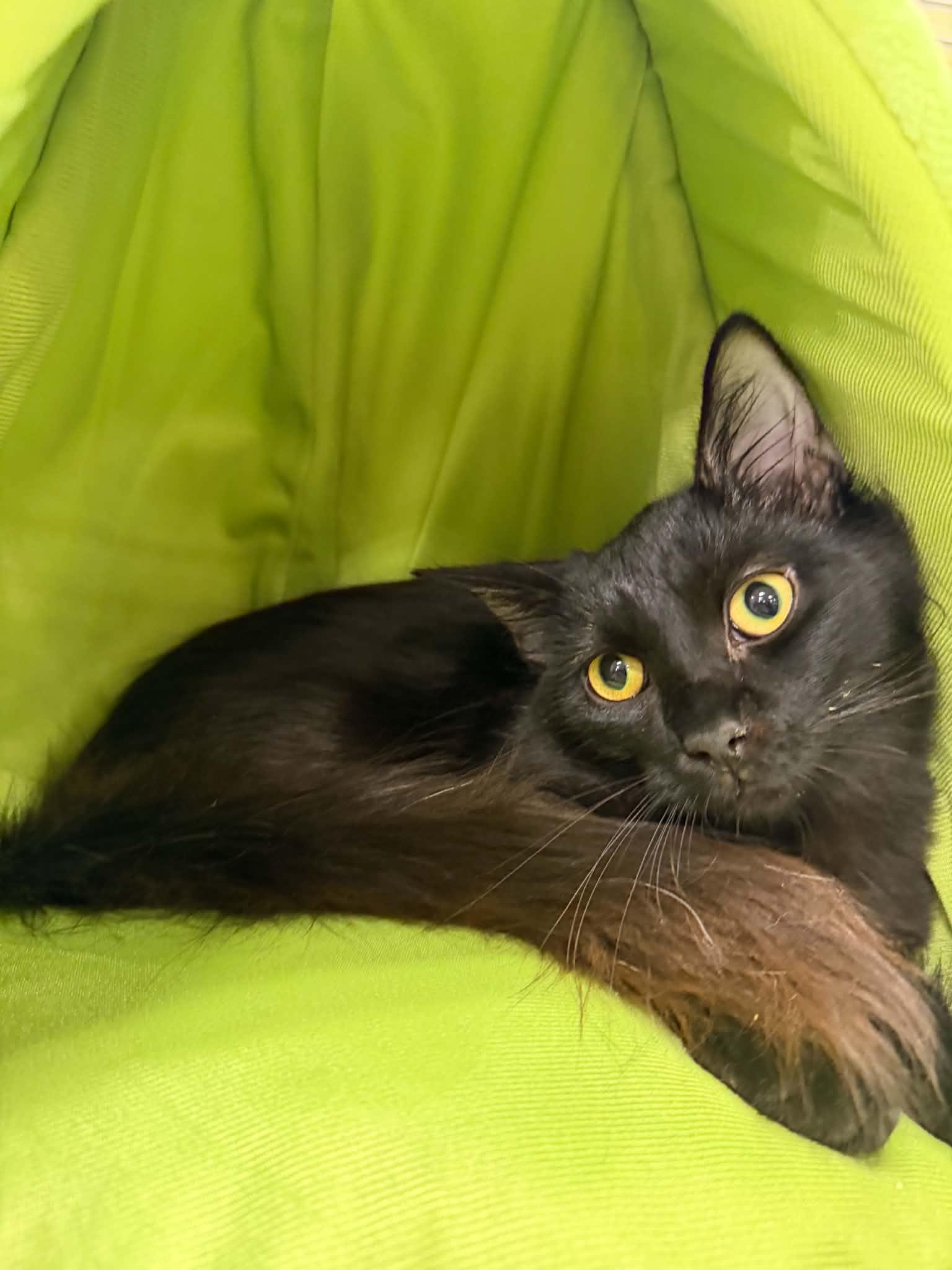 Enlarge Hunter, a Adoptable Domestic Long Hair in Barrington Hills, IL image 3/5