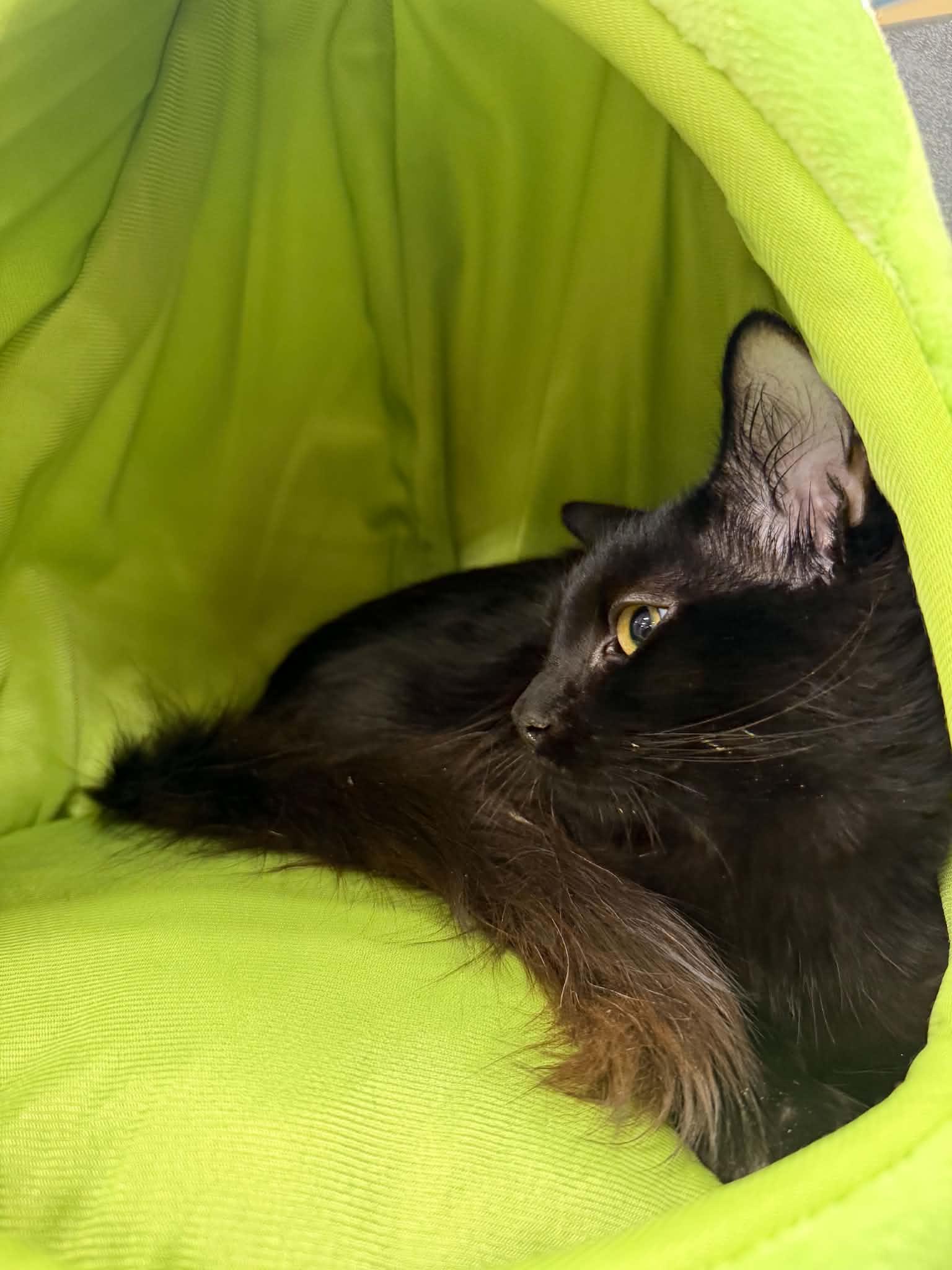 Enlarge Hunter, a Adoptable Domestic Long Hair in Barrington Hills, IL image 5/5