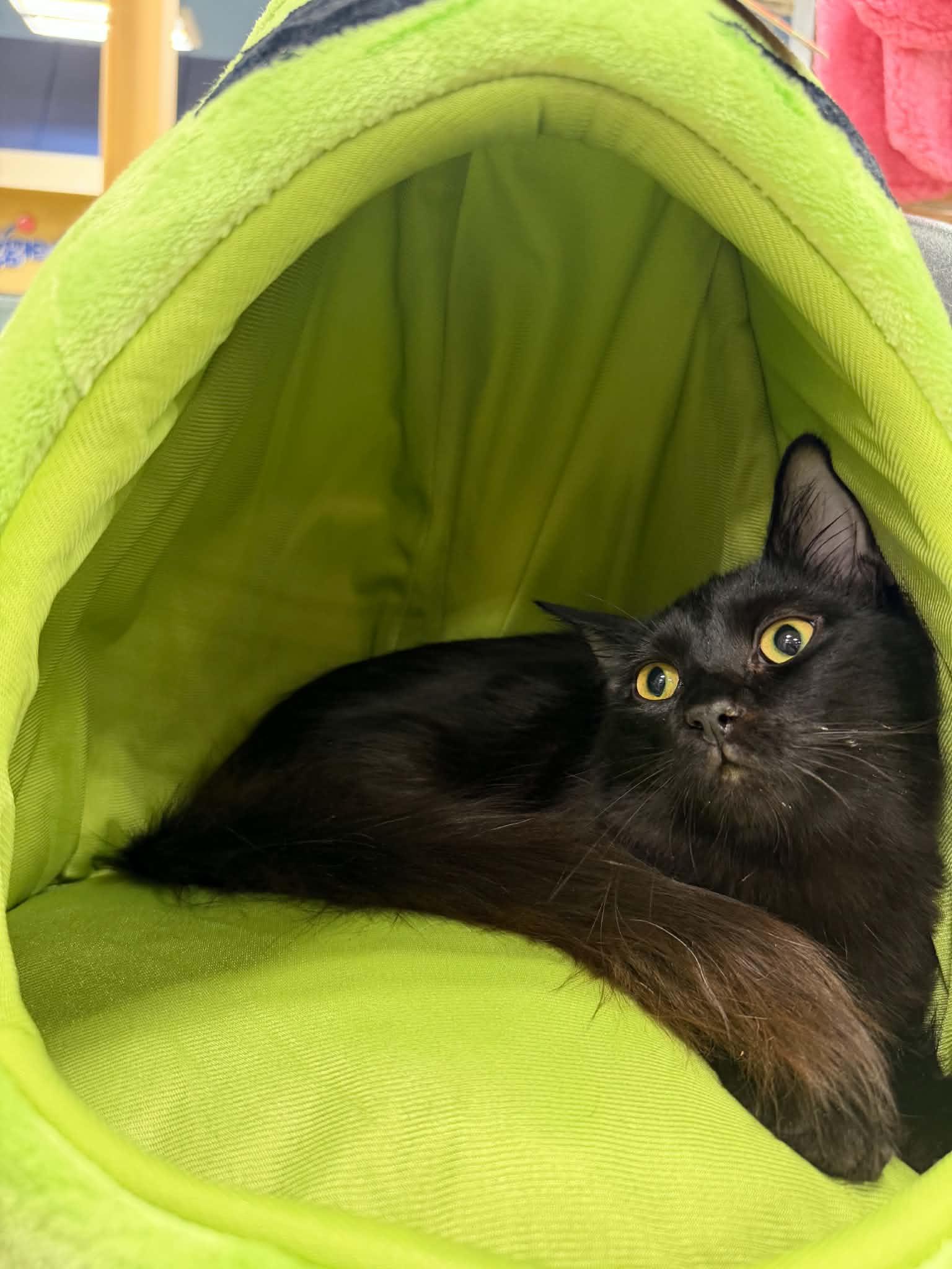 Enlarge Hunter, a Adoptable Domestic Long Hair in Barrington Hills, IL image 4/5