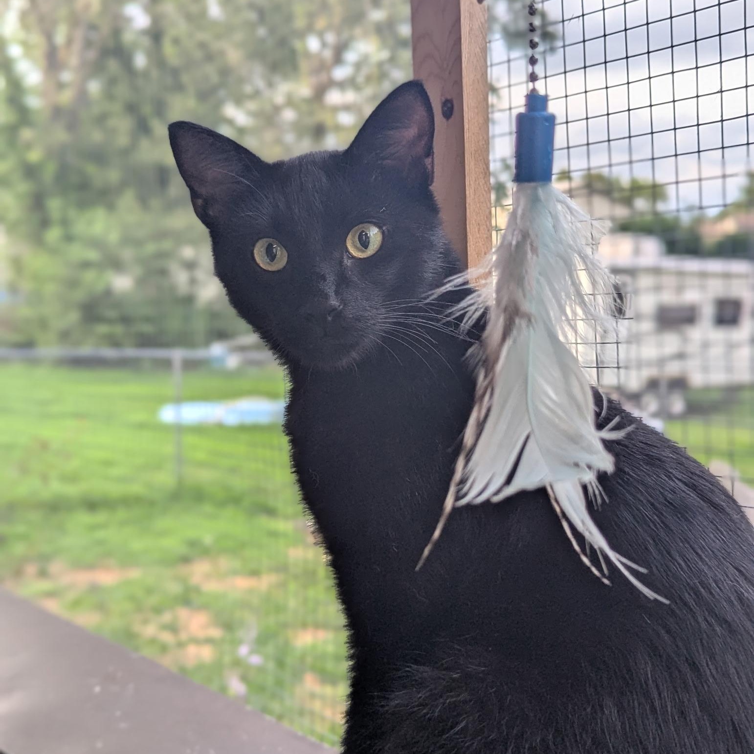 Blake, Adoptable, Adult Male Domestic Short Hair.