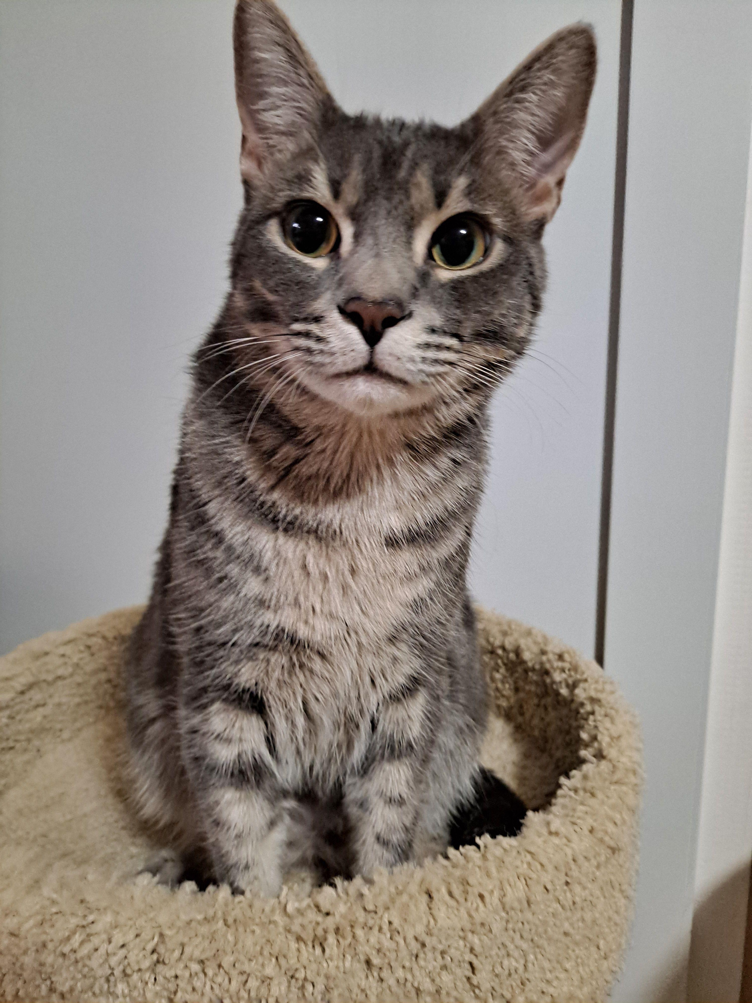 Hank (plus Benny) *COURTESY POST*, Adoptable, Young Male Tabby & Domestic Short Hair.