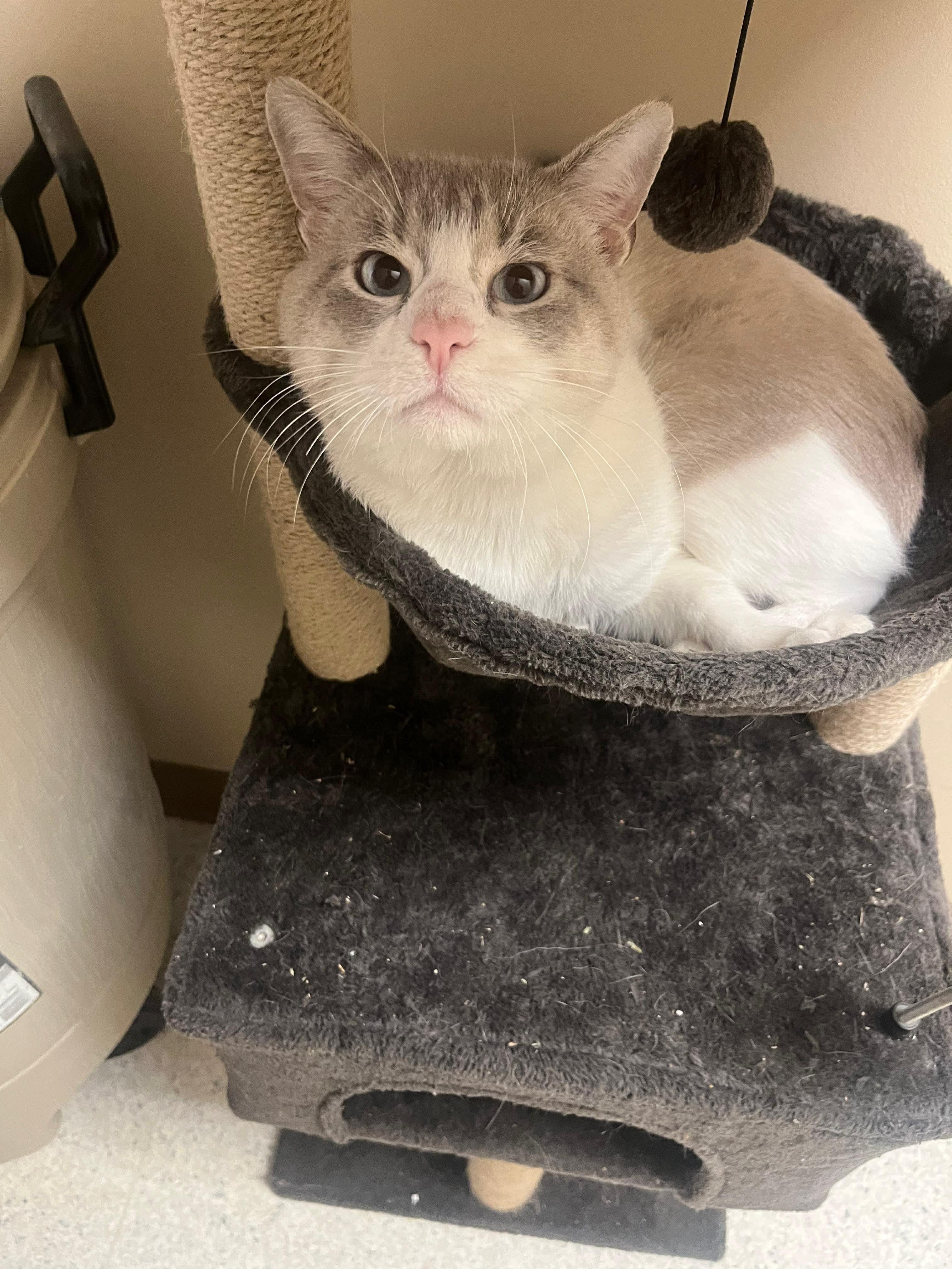 Enlarge Oy, an adopted Siamese in Tomball, TX image 1/1