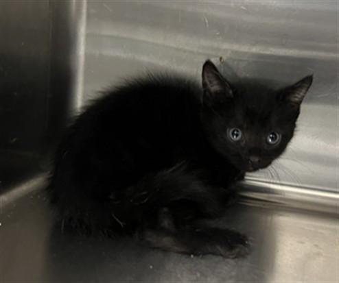 Enlarge CHANCHO, a Adoptable Domestic Short Hair in Lancaster, CA image 1/1