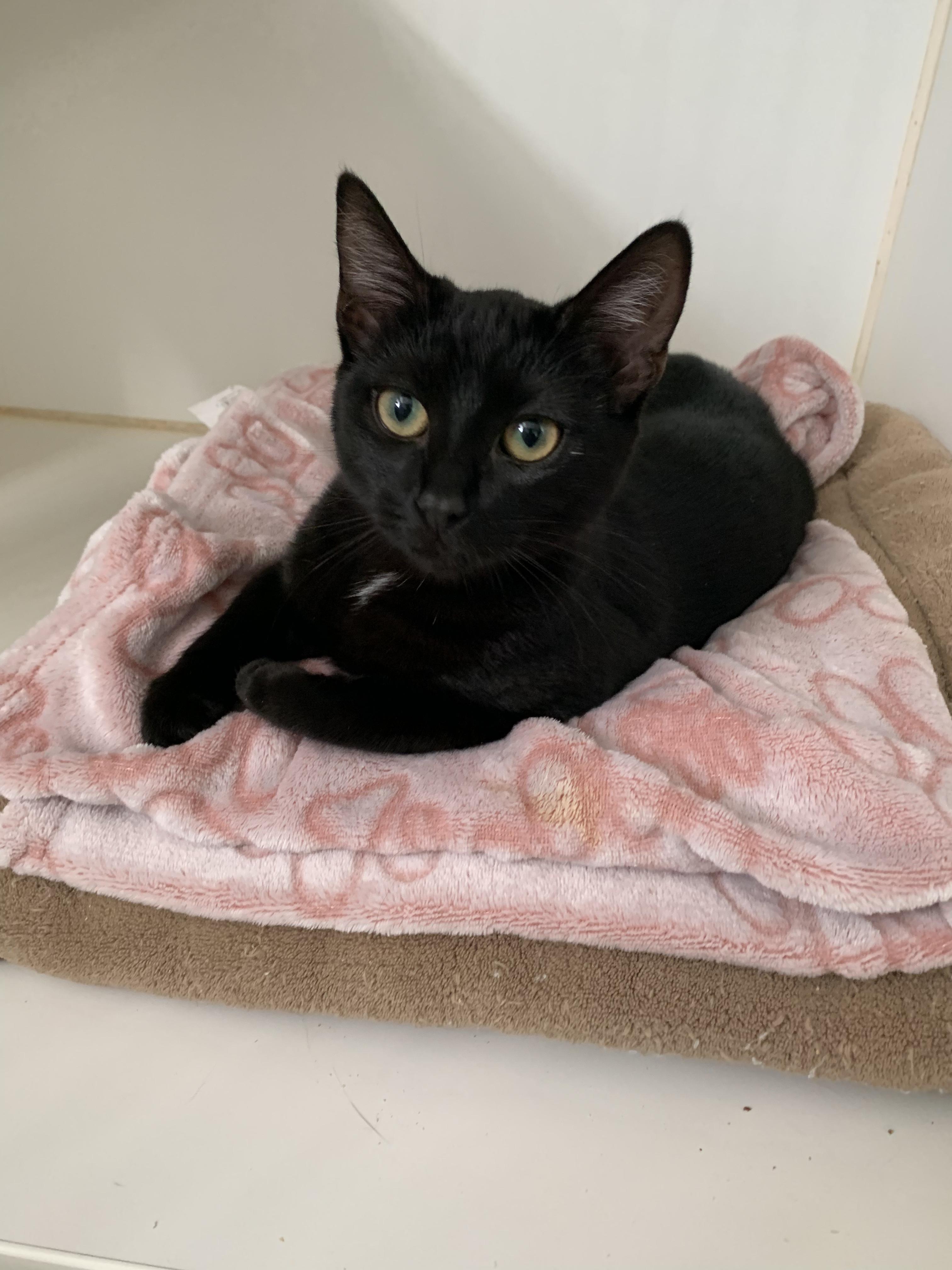 Sweet Pea, an adopted Domestic Short Hair in Grass Valley, CA image 1/4