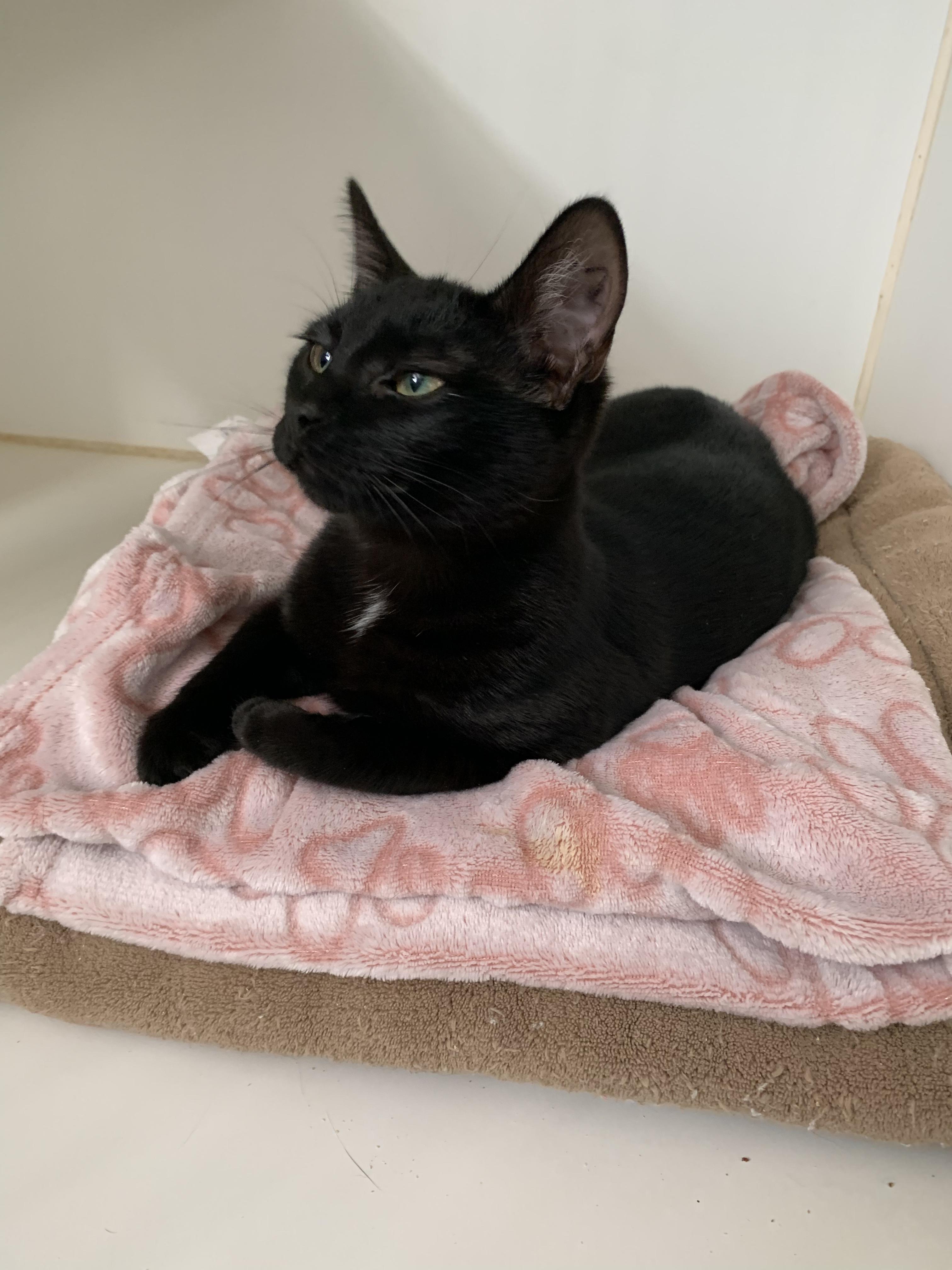 Sweet Pea, an adopted Domestic Short Hair in Grass Valley, CA image 3/4