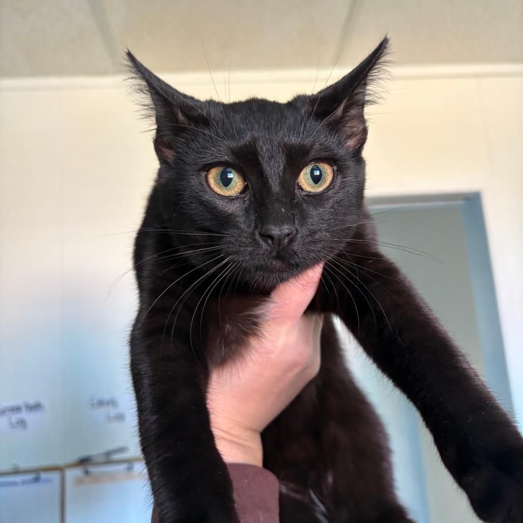 Sweet Pea, an adopted Domestic Short Hair in Grass Valley, CA image 4/4