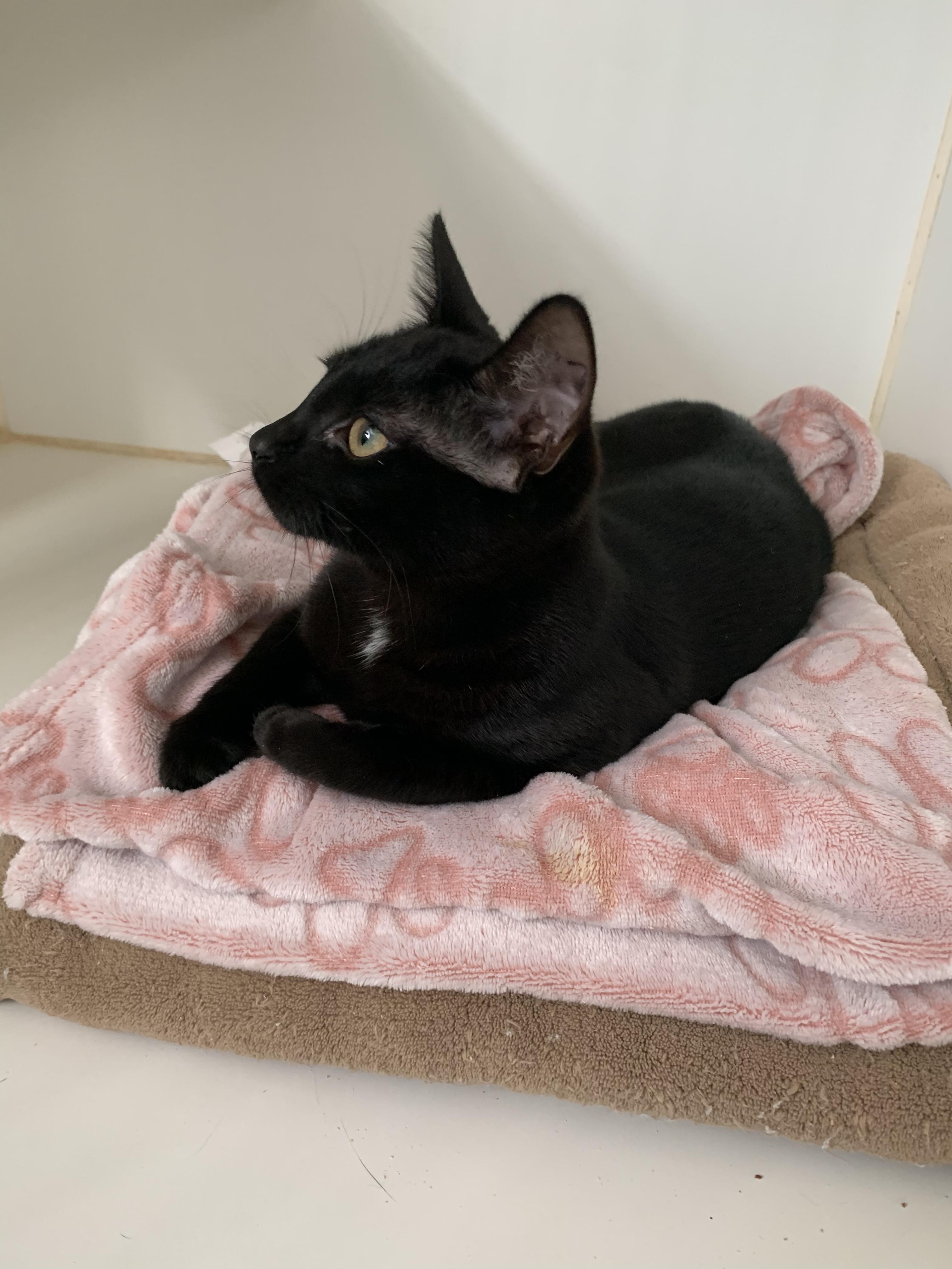 Sweet Pea, an adopted Domestic Short Hair in Grass Valley, CA image 2/4