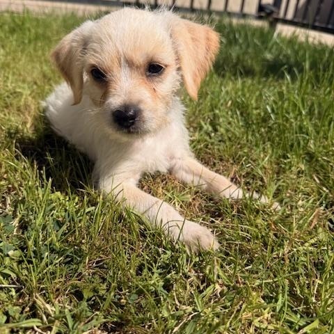Enlarge Arley, a ADOPTABLE mixed breed in Torrance, CA image 6/6