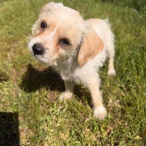 Enlarge Arley, a ADOPTABLE mixed breed in Torrance, CA image 2/6