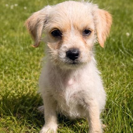 Arley, ADOPTABLE, Puppy Female Terrier.