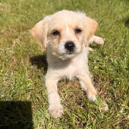 Enlarge Arley, a ADOPTABLE mixed breed in Torrance, CA image 1/6