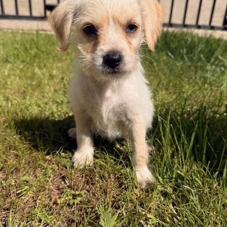 Enlarge Arley, a ADOPTABLE mixed breed in Torrance, CA image 5/6