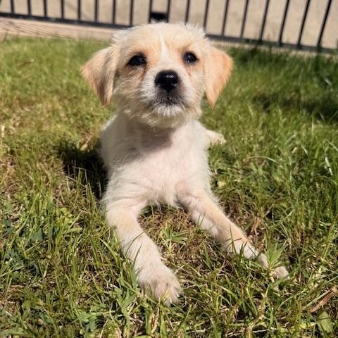 Enlarge Arley, a ADOPTABLE mixed breed in Torrance, CA image 3/6