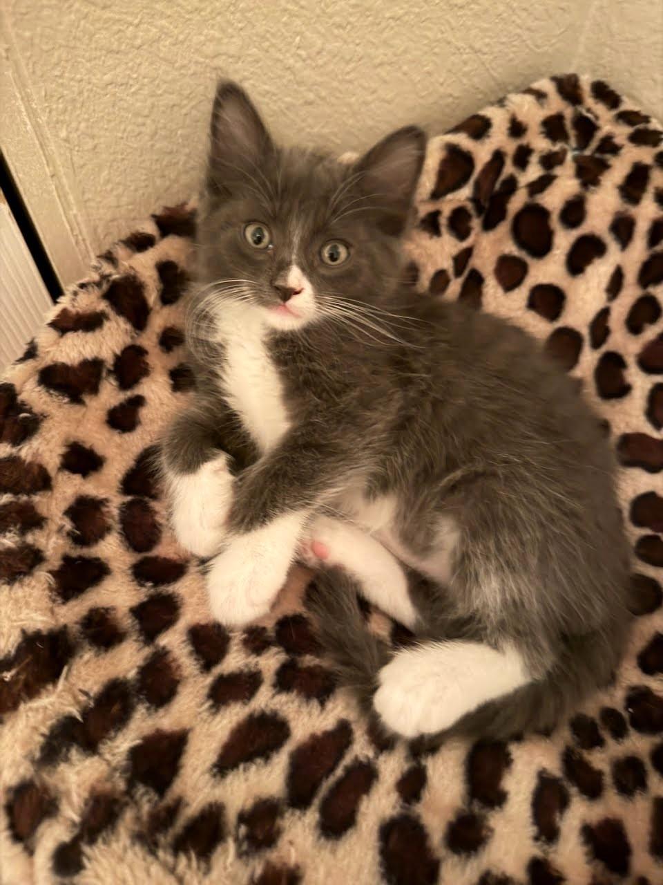 Sterling, adopted, Kitten Male Domestic Short Hair.