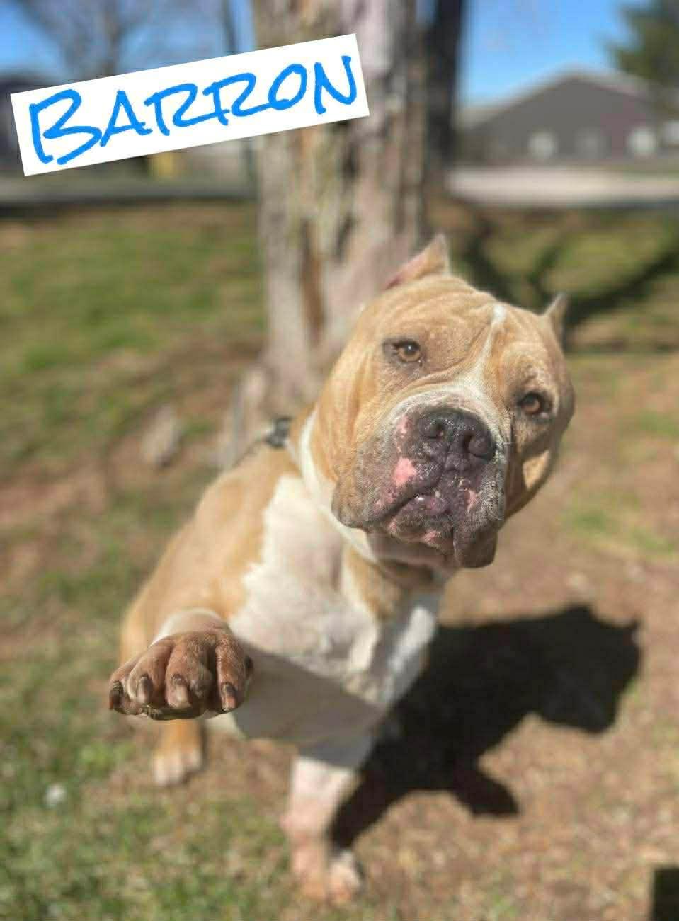 Enlarge Baron, a ADOPTABLE mixed breed in Springfield, IL image 1/4