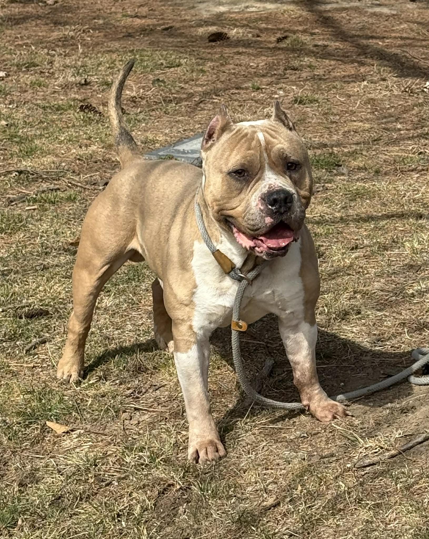 Enlarge Baron, a ADOPTABLE mixed breed in Springfield, IL image 3/4