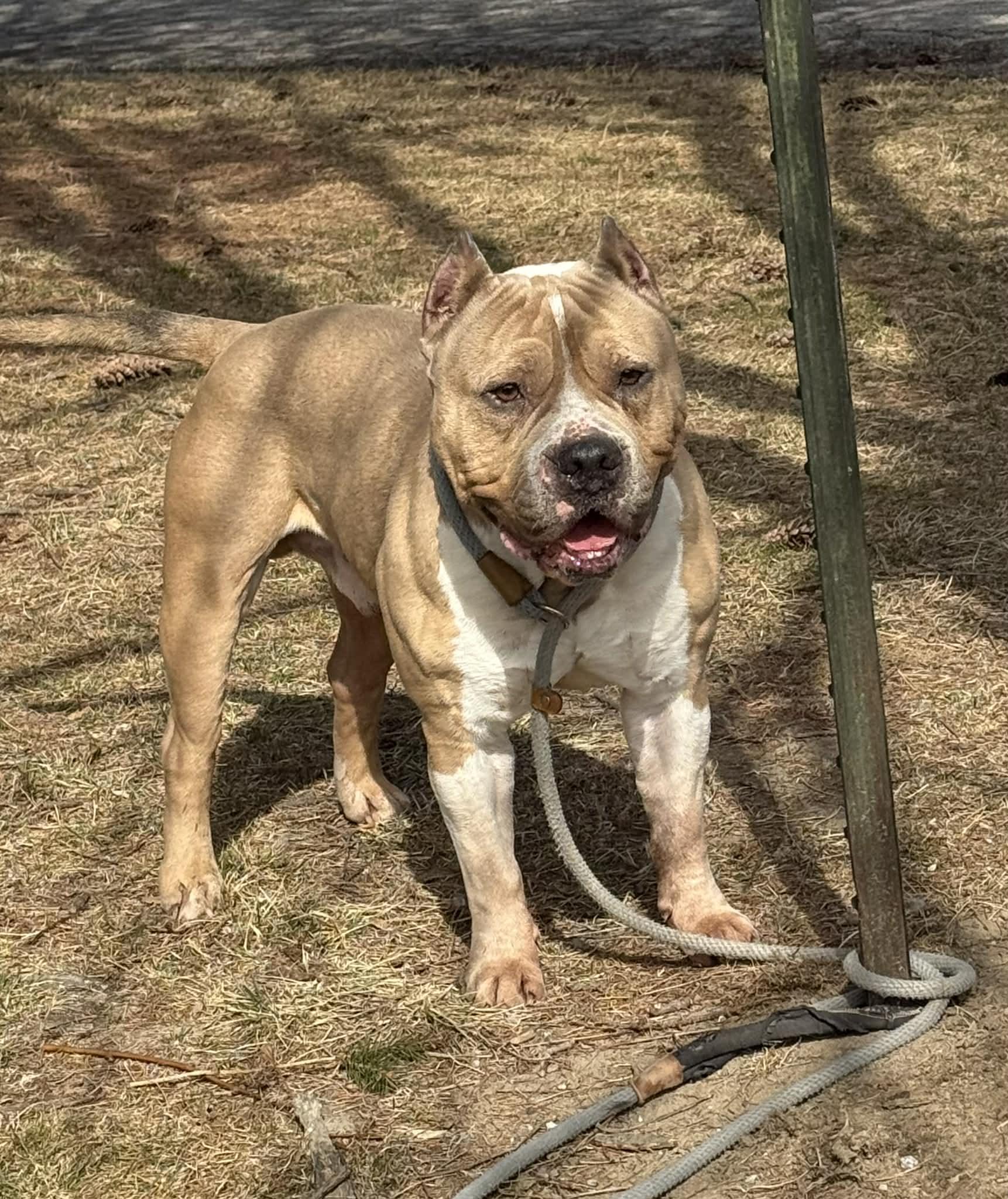 Enlarge Baron, a ADOPTABLE mixed breed in Springfield, IL image 4/4