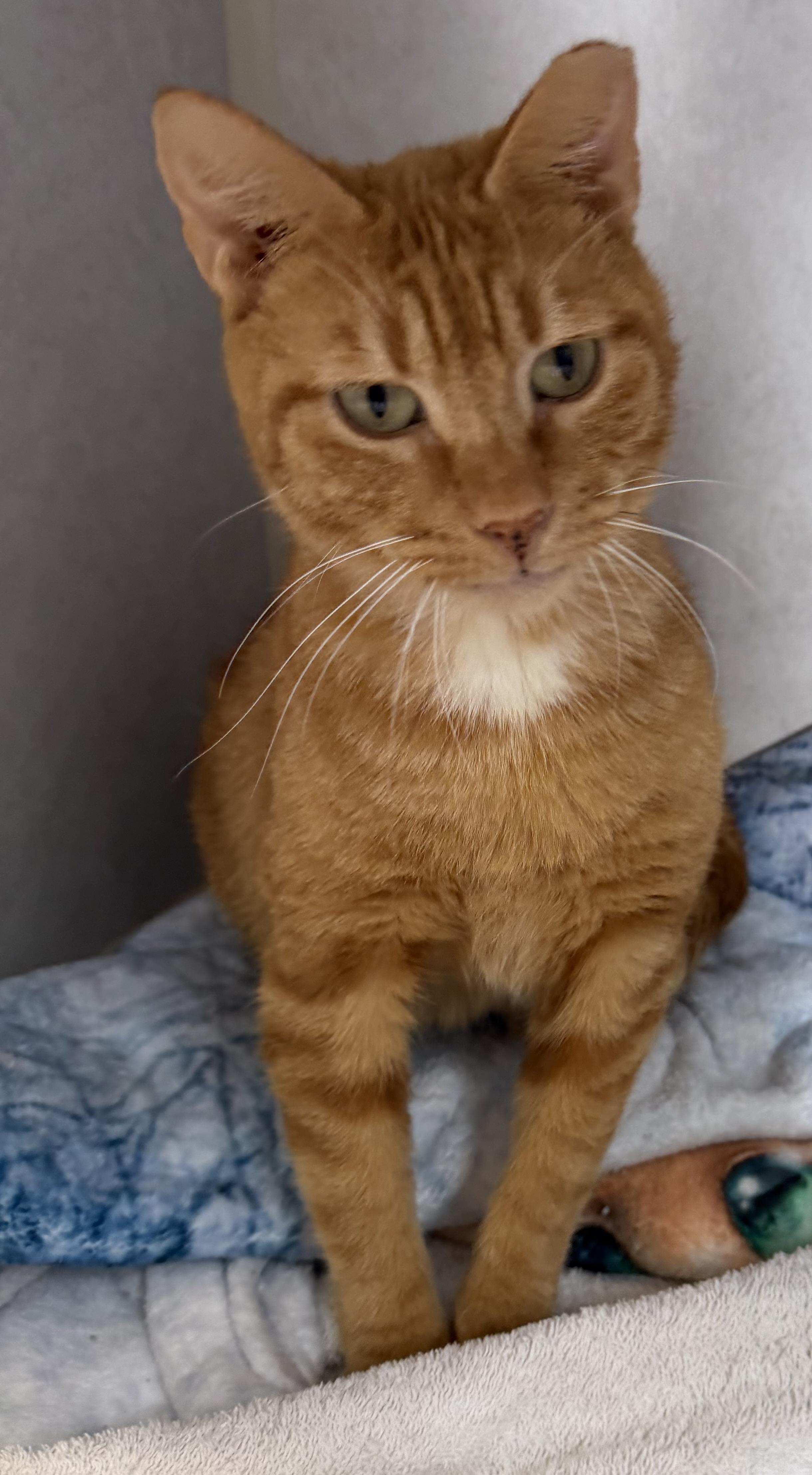 Belly Girl, adoptable, Adult Female Domestic Short Hair.