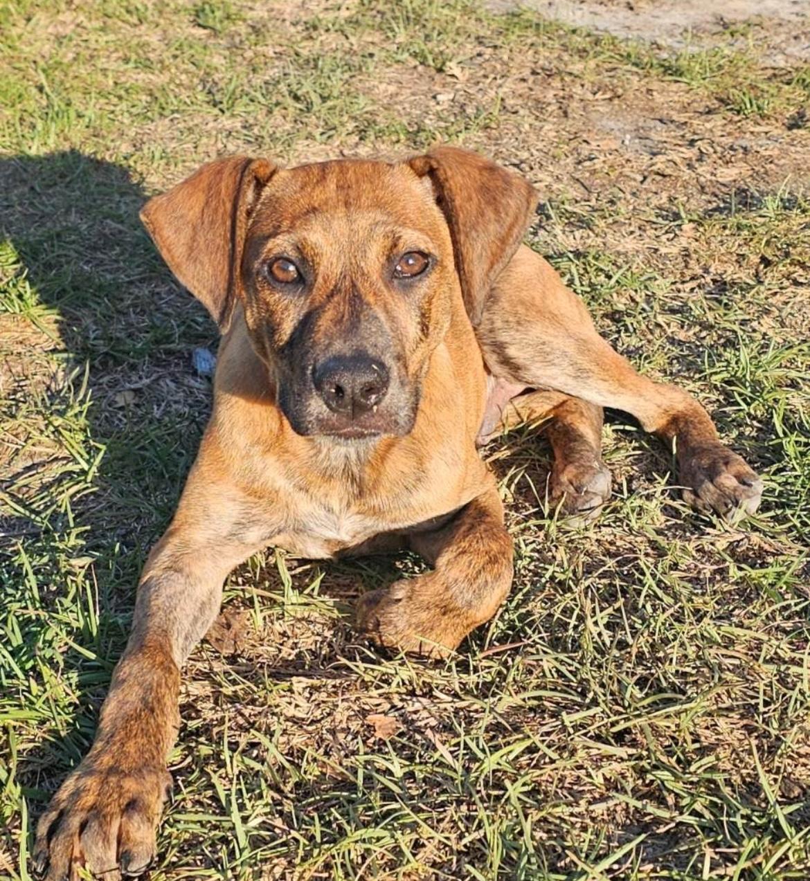 Hugo, Baby Male Plott Hound
