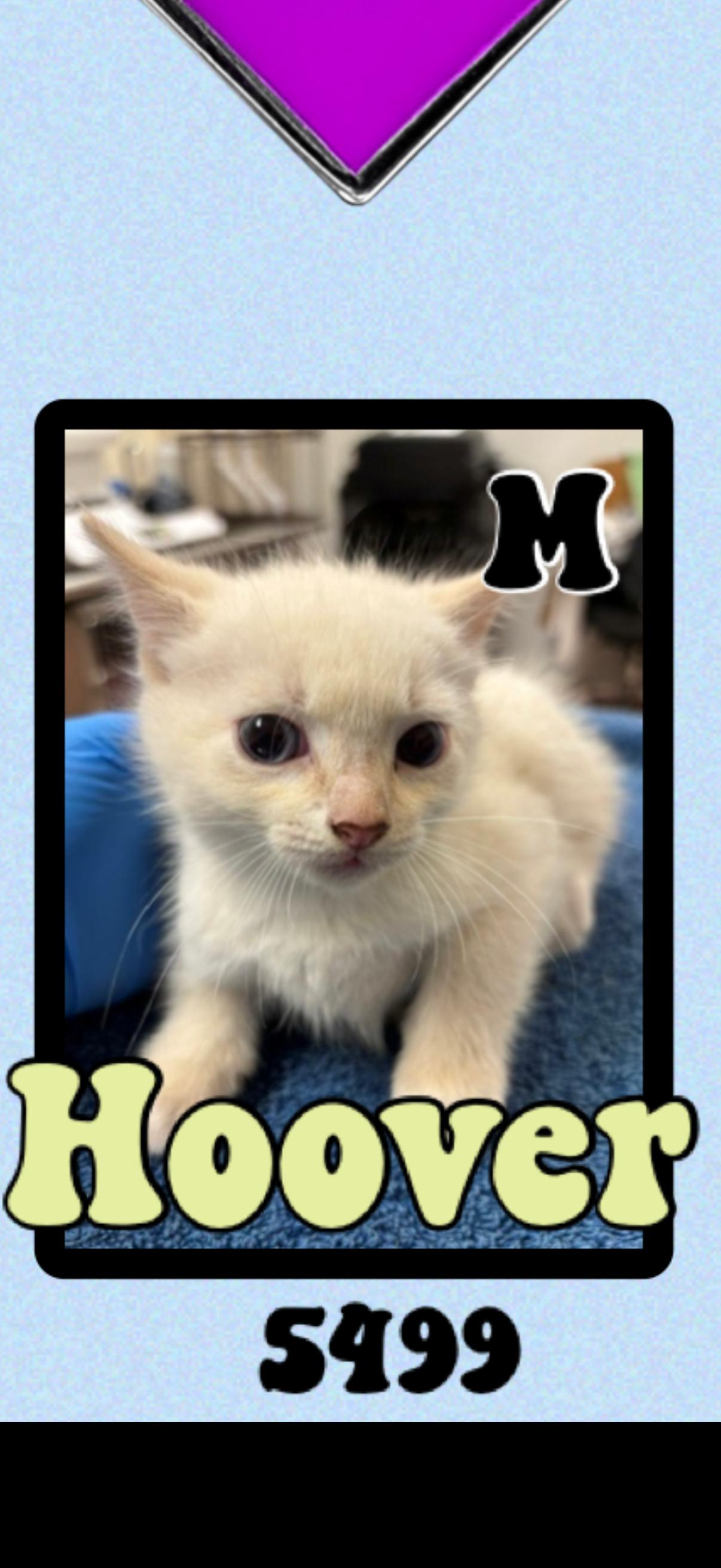 Enlarge Hoover, an adopted Siamese in Marvin, NC image 1/1