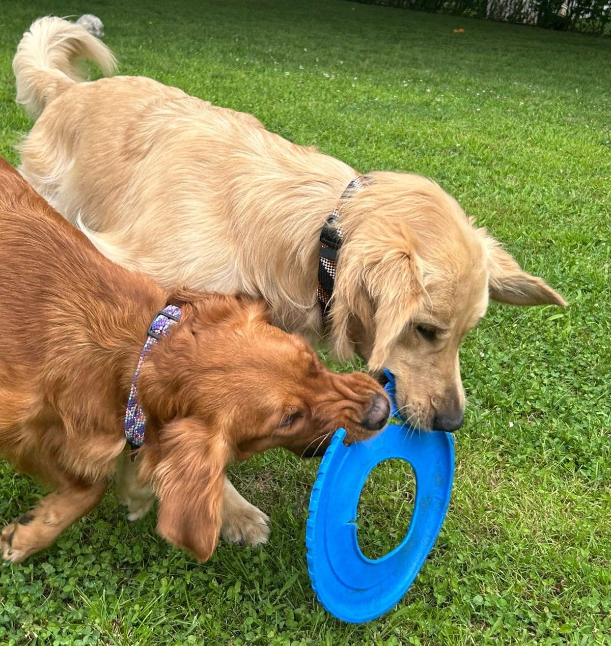 Nova, a Adoptable Golden Retriever image 1/6