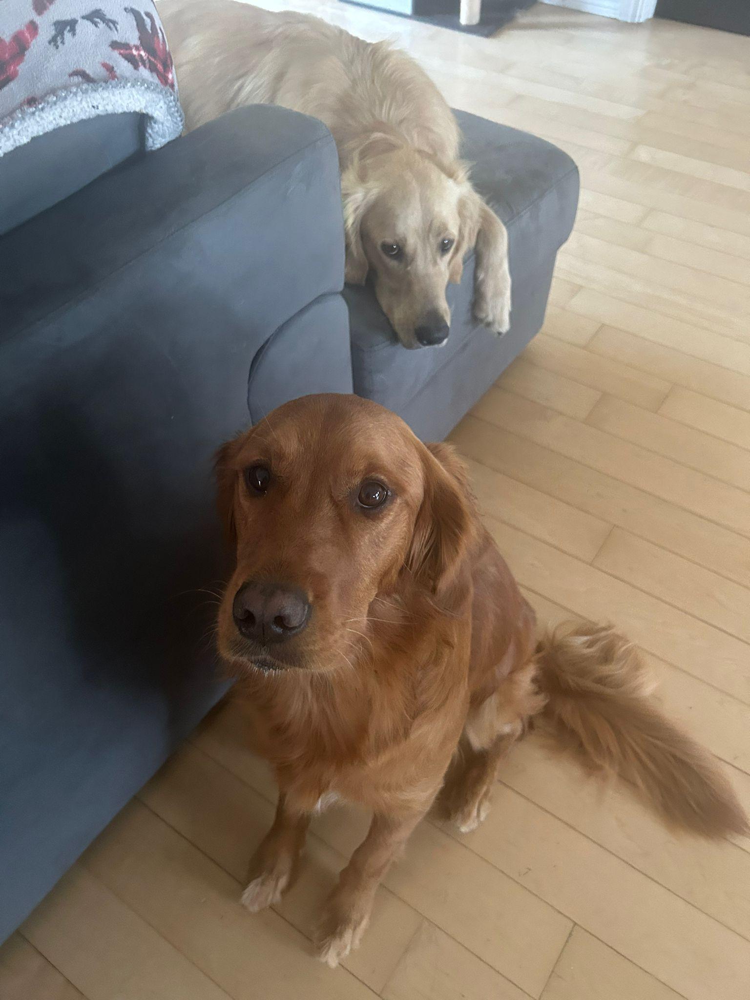 Nova, a Adoptable Golden Retriever image 2/6