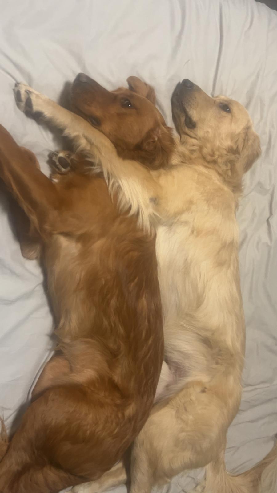 Nova, a Adoptable Golden Retriever image 6/6