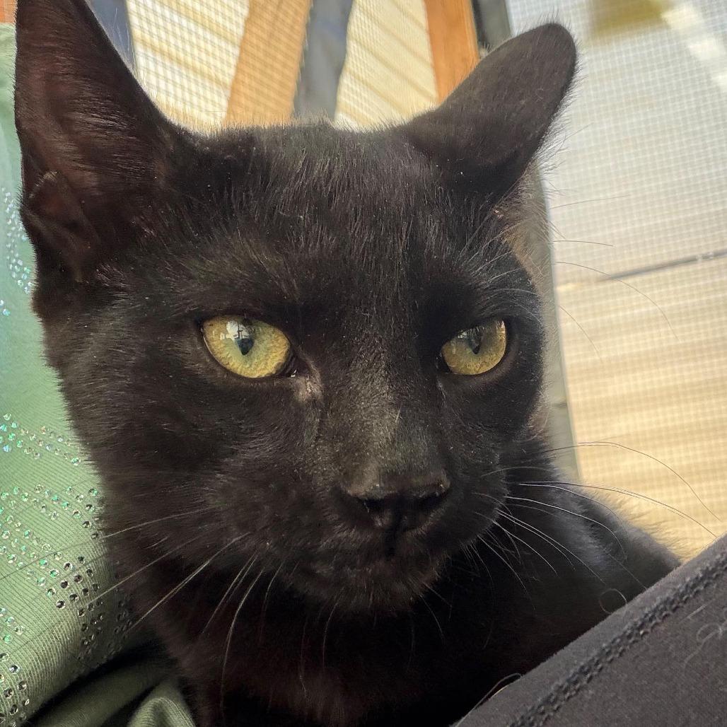 Coal, Adoptable, Young Male American Shorthair.