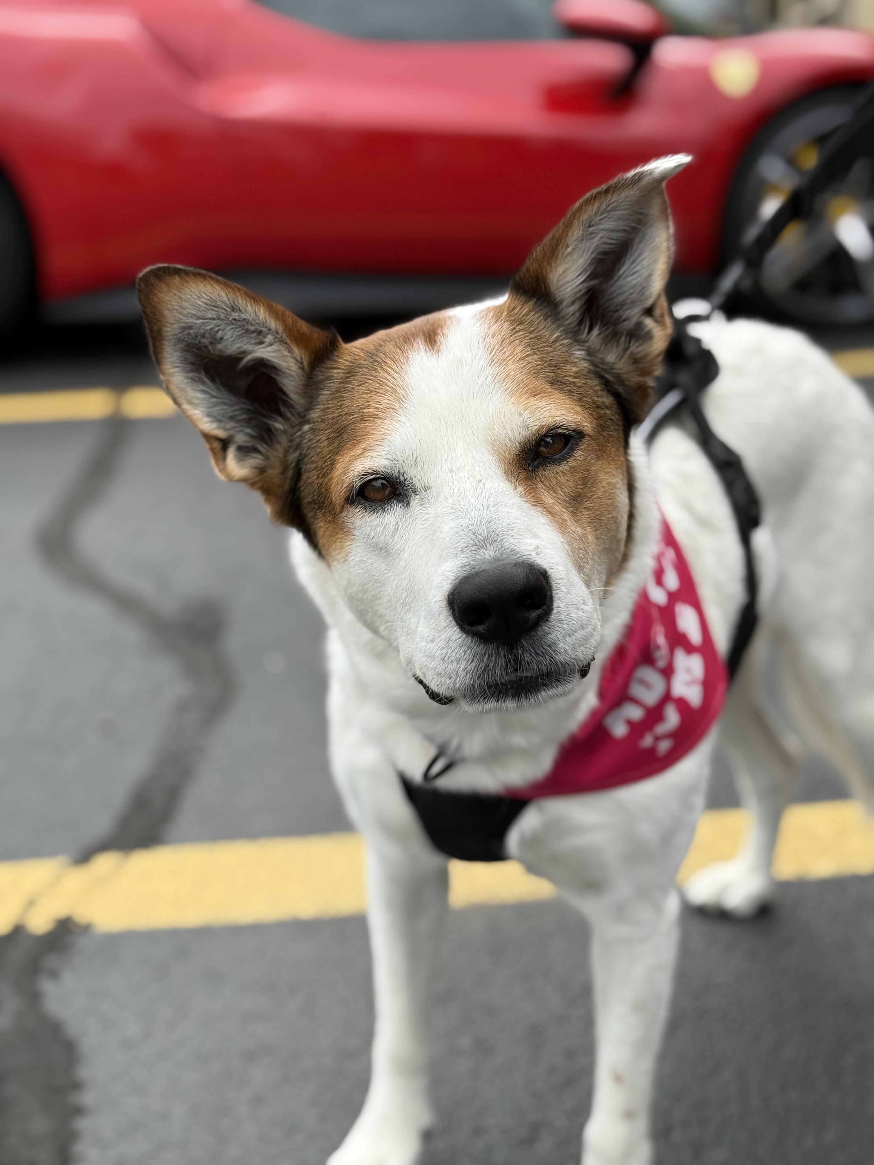 Enlarge Rosemary - EXT JA, a Adoptable mixed breed in Dallas, TX image 2/4